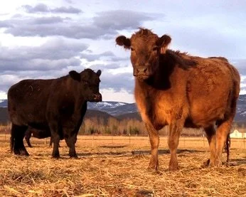 Two bison standing on a field with mountains and cloudy sky in the background.
