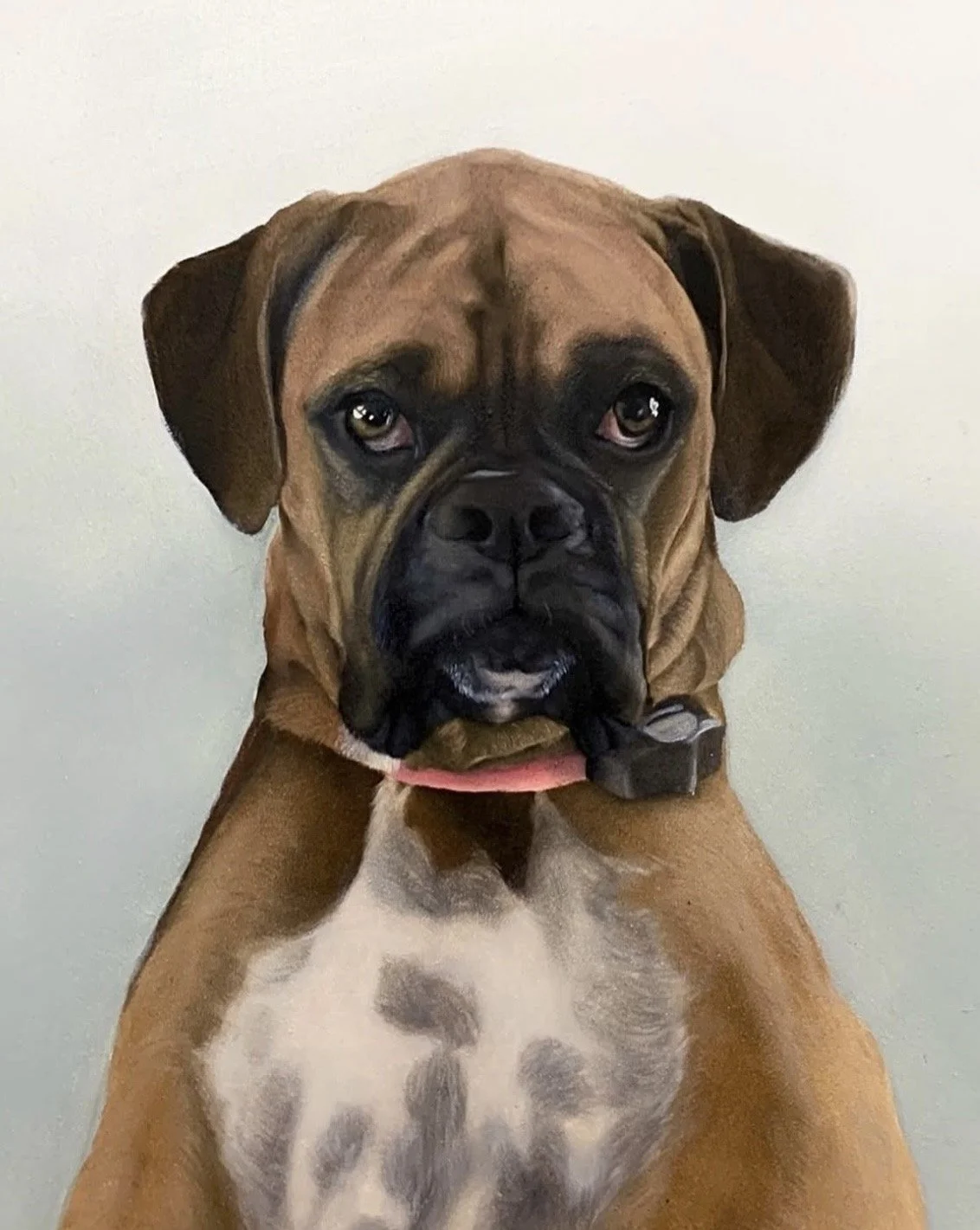A close-up of a brown Boxer dog with a white chest, looking directly at the camera with a serious expression.