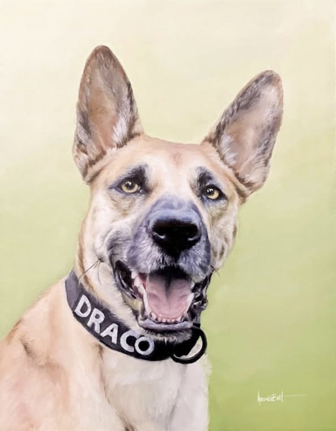 A tan dog with large ears and yellow eyes, wearing a black collar with the name 'Draco' on it, sitting against a plain yellow-green background.