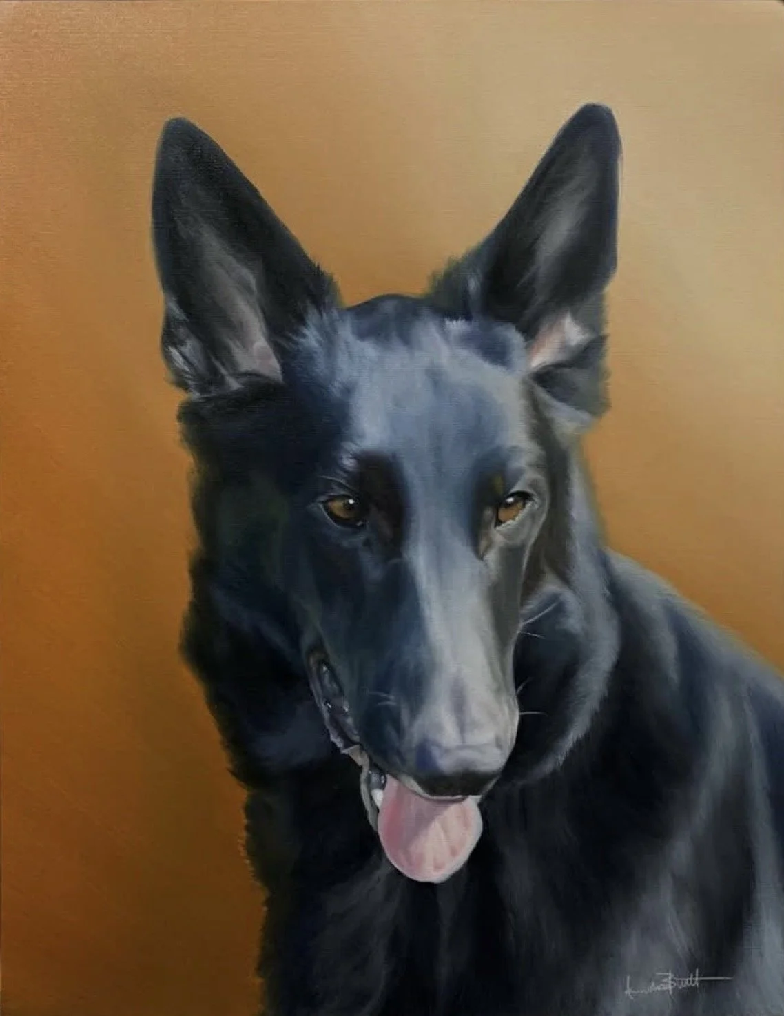 A close-up photo of a black dog, possibly a German Shepherd, with pointy ears, amber eyes, and its tongue slightly sticking out, sitting in front of an orange background.