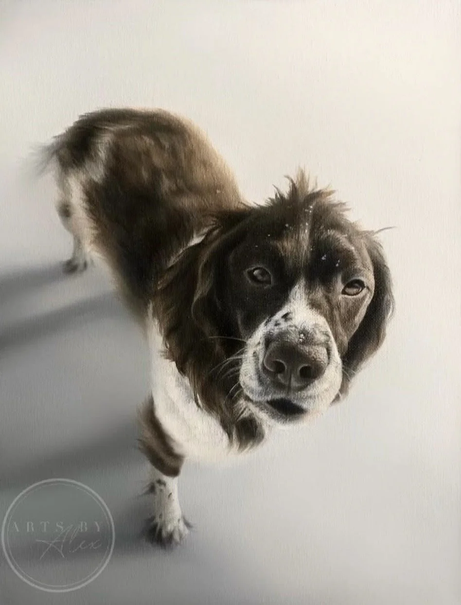A black and white mixed breed dog with a white chest and brown fur on its back, looking up at the camera, with a plain light-colored background.
