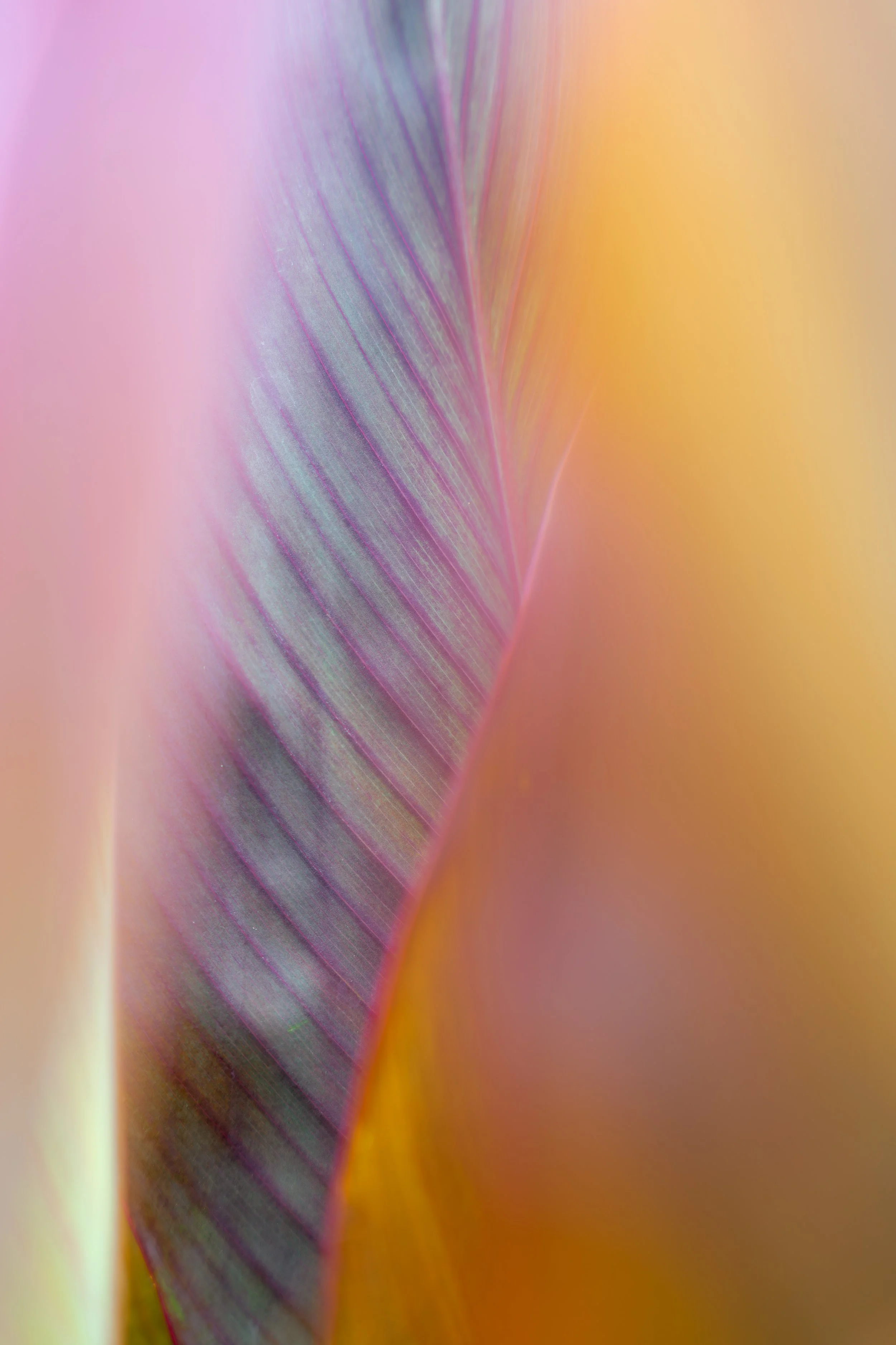 The Exotic Leaf