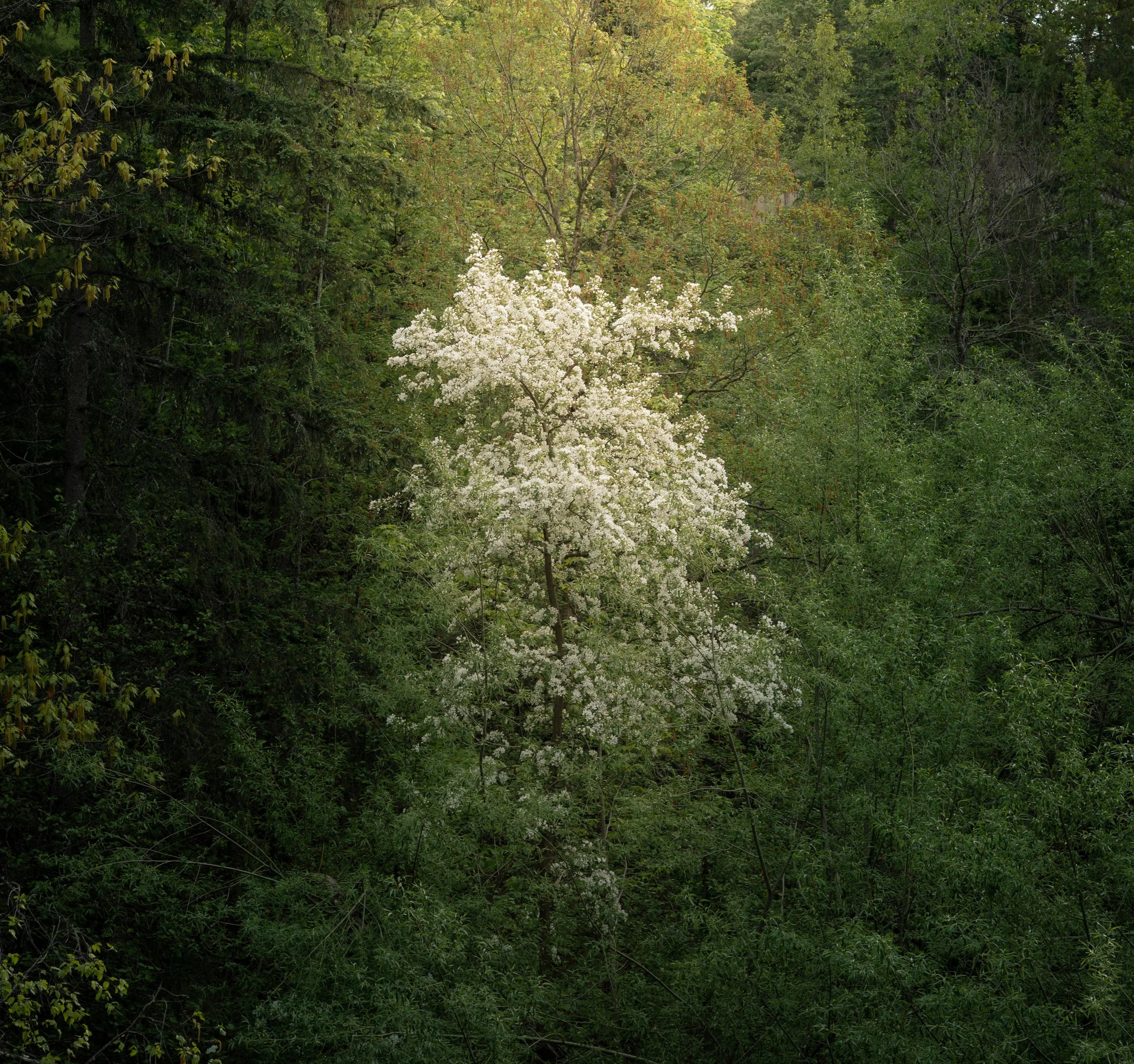 The Angels Tree