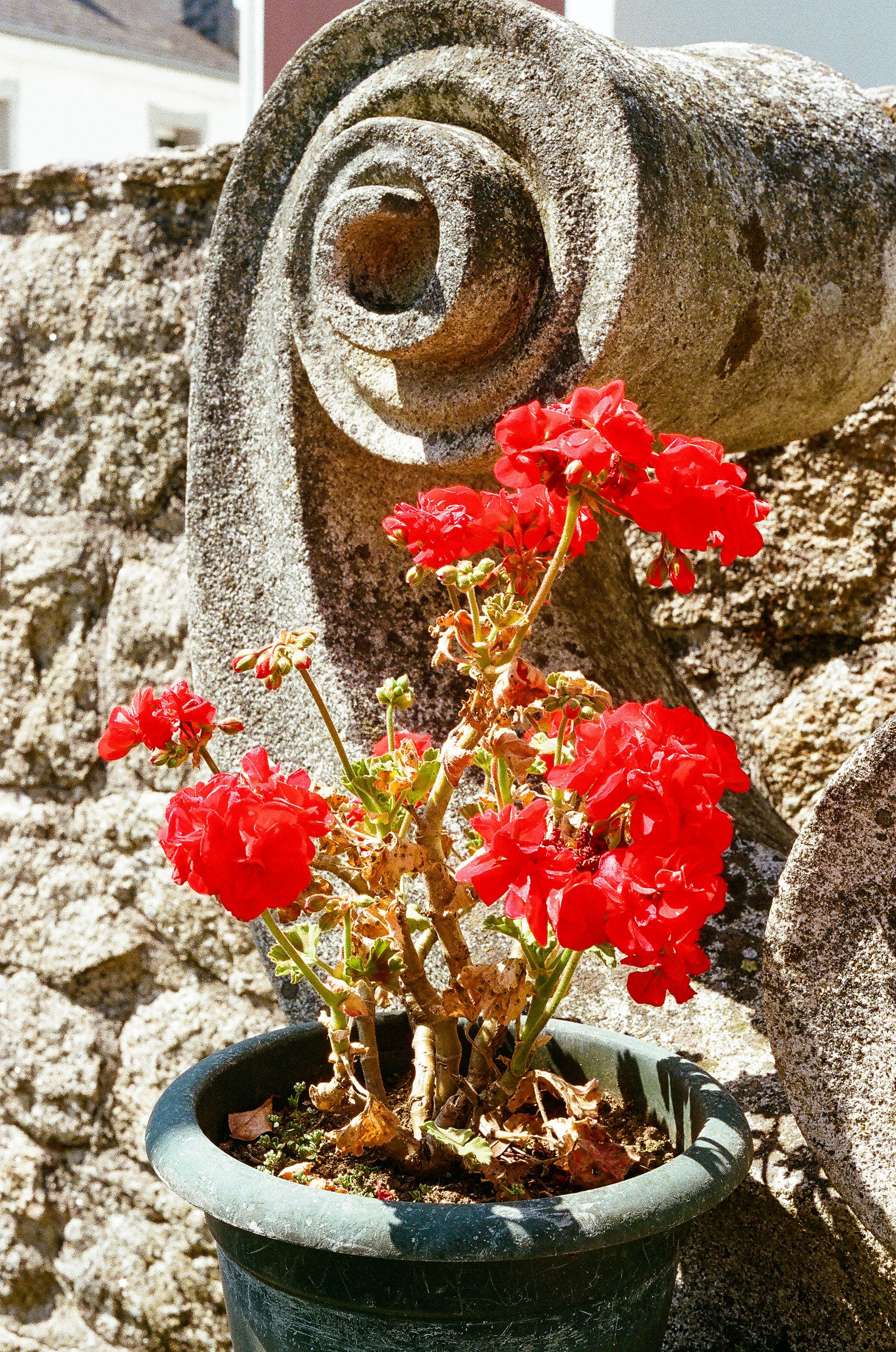 A potted plant with vibrant red flowers, situated in front of a stone wall with a background of a building and sky.