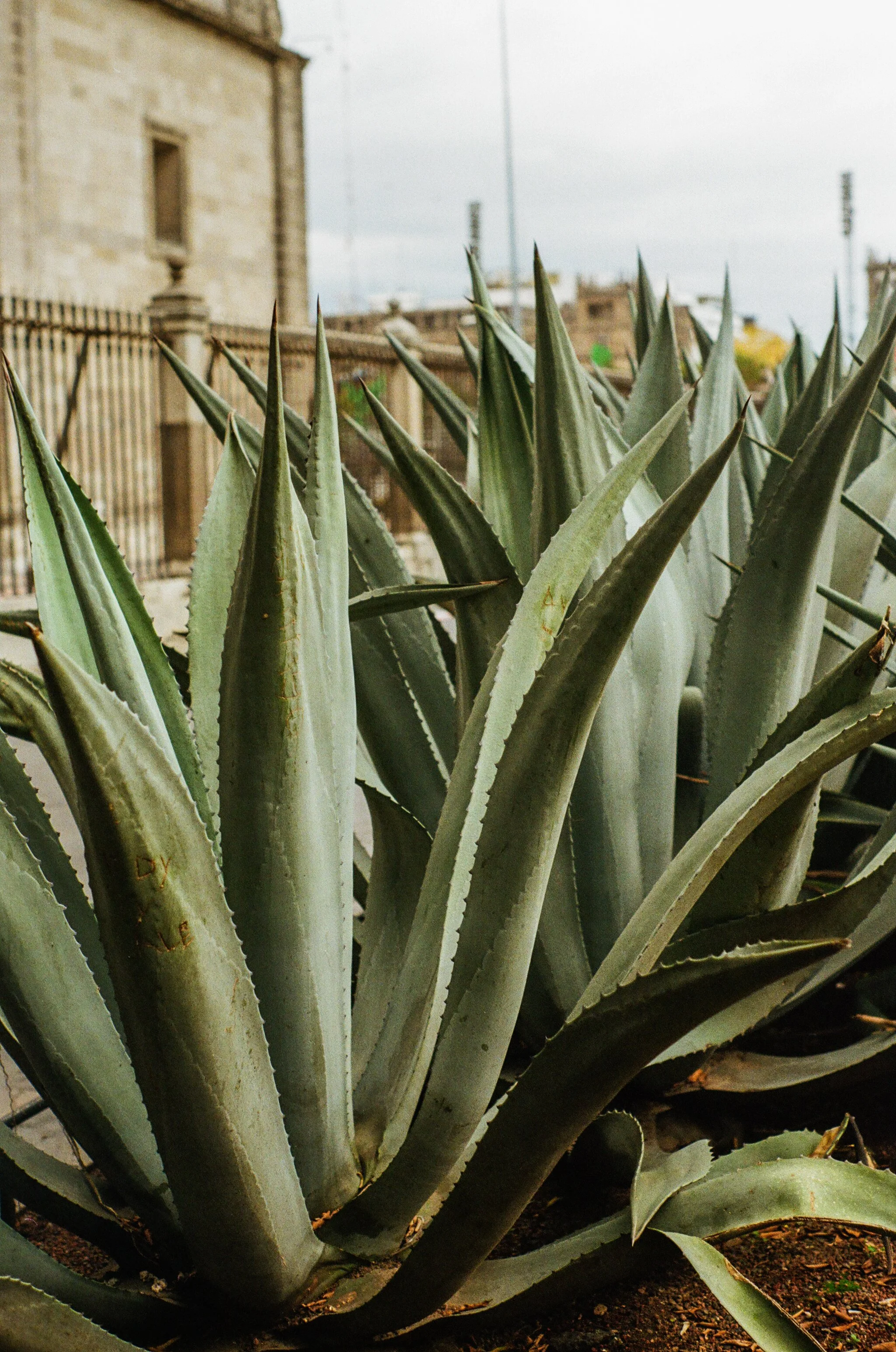 Close-up of agave plant with thick, spiked, grey-green leaves in a garden, with a stone building and fence in the background.