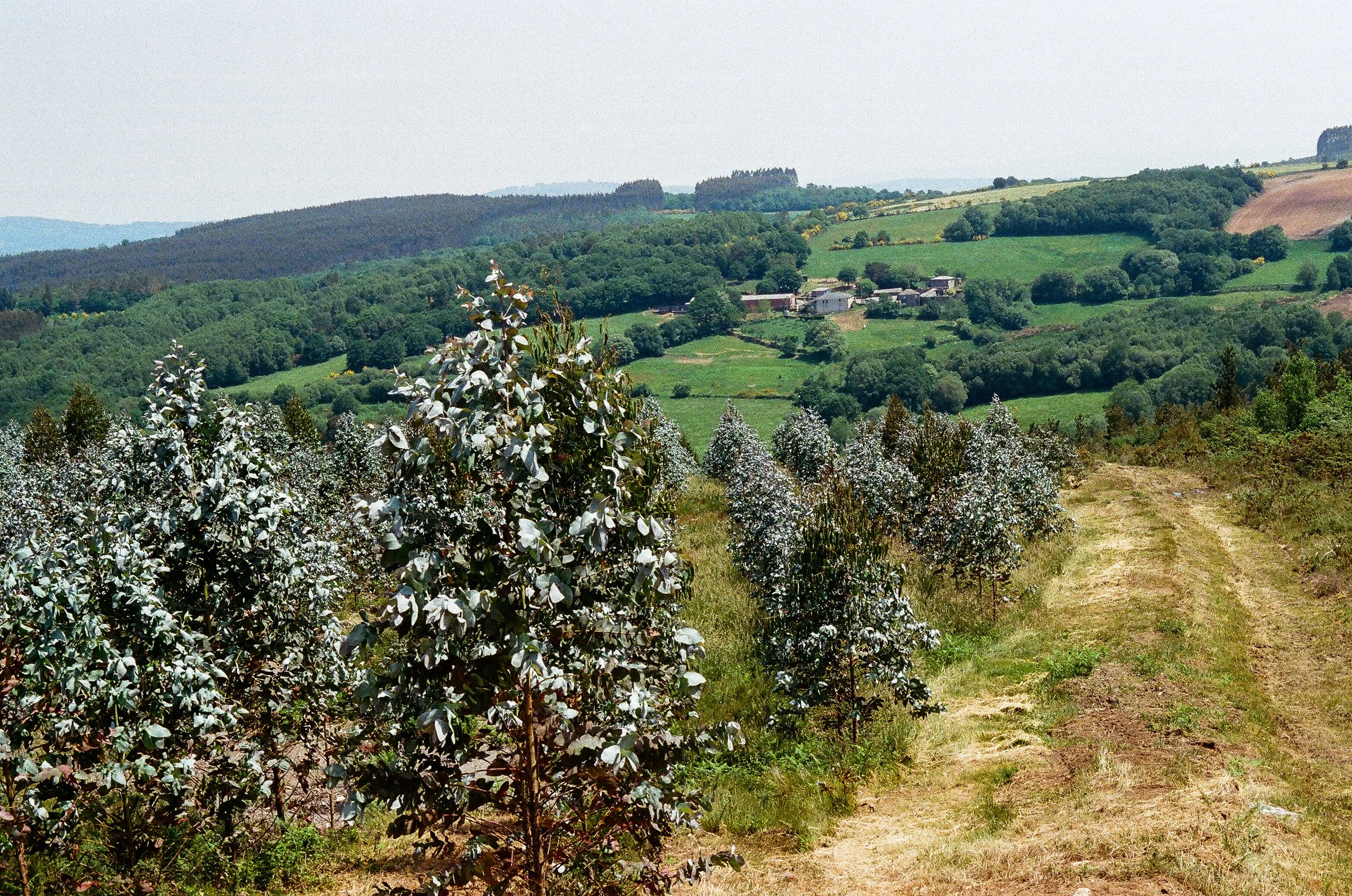 Galician Countryside