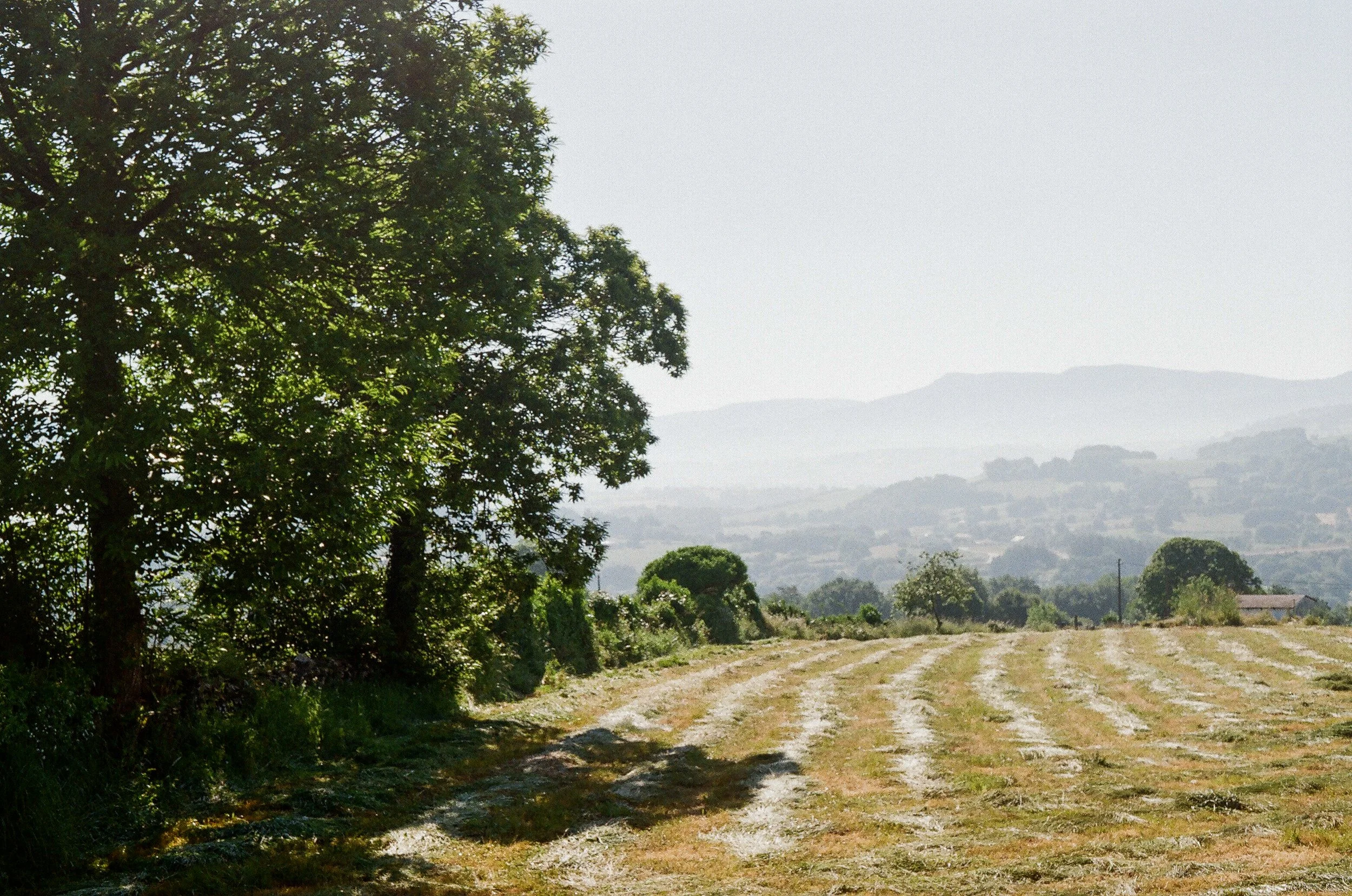 A landscape with large trees on the left, a dirt path in the foreground, and rolling hills in the background.