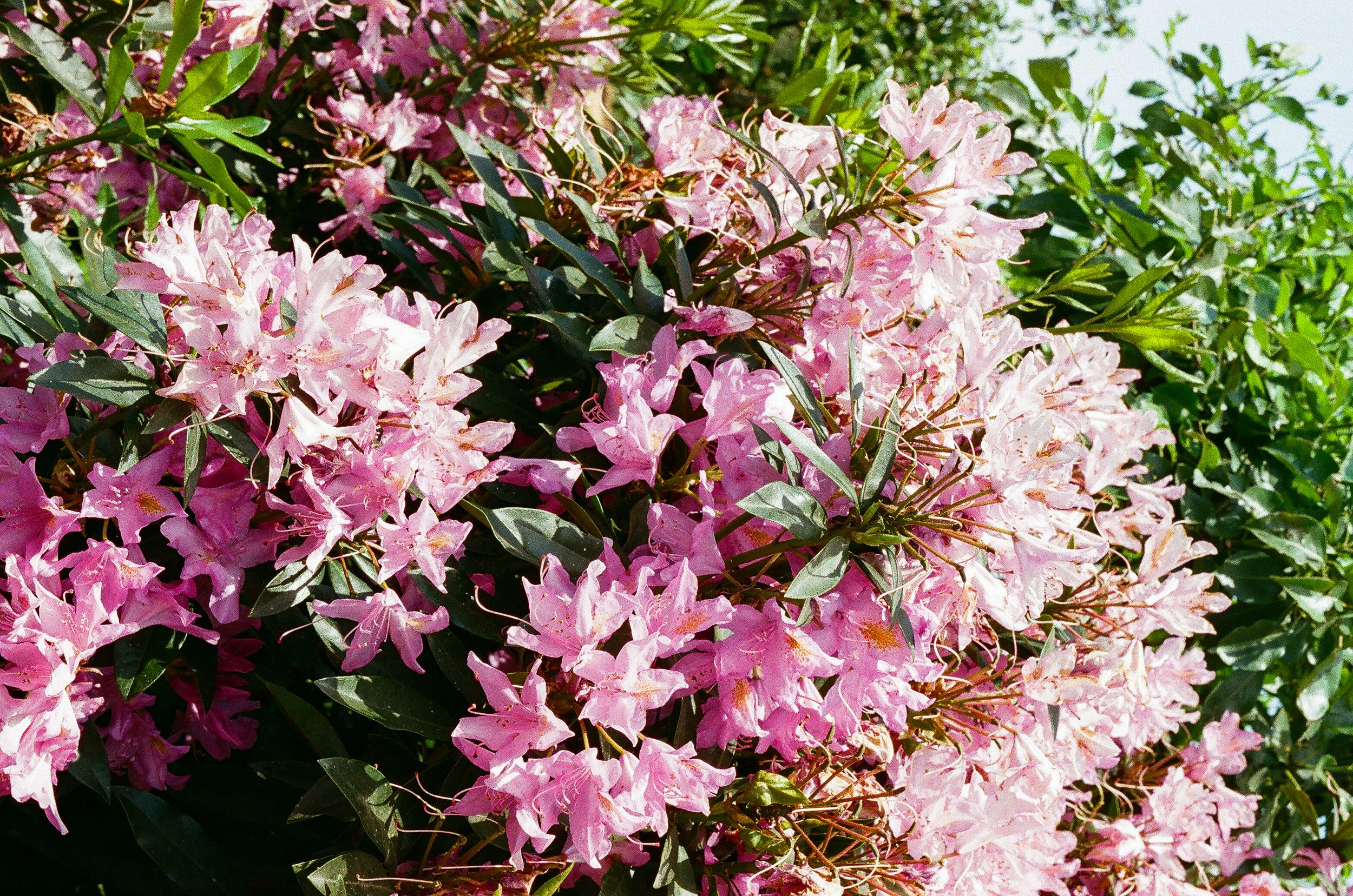 Pink and white azalea flowers blooming on a shrub with green leaves.