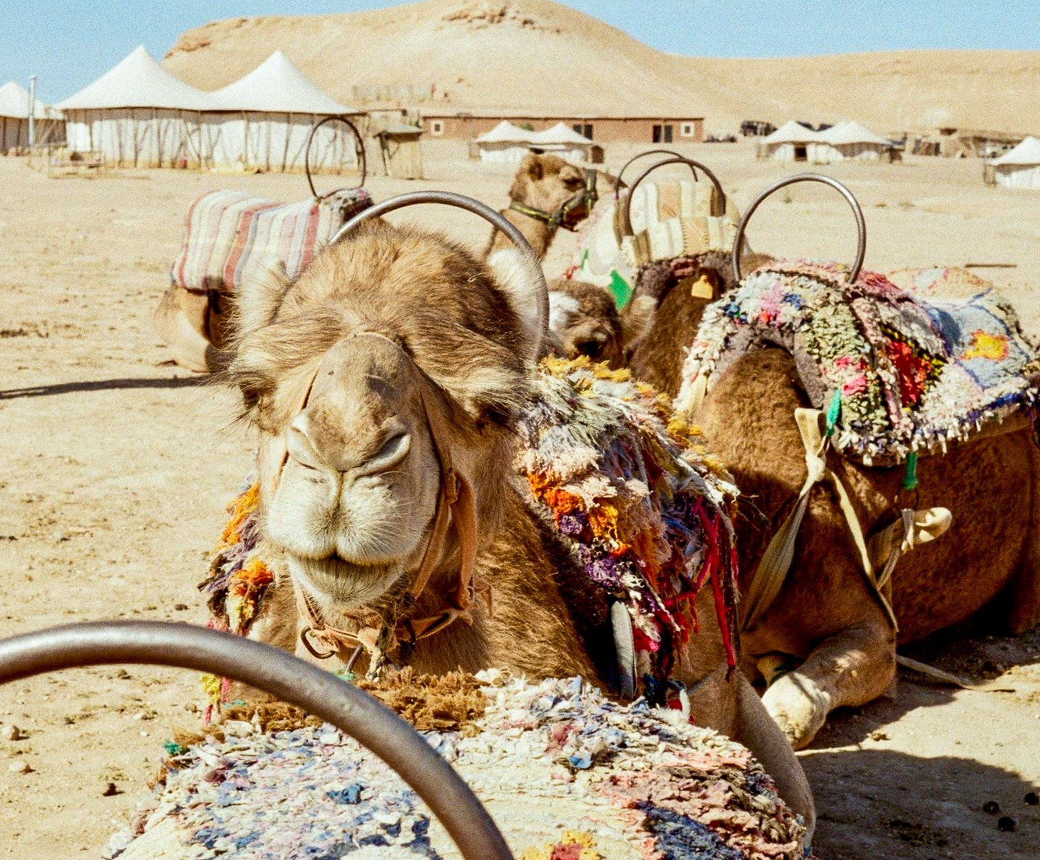 A camel with a colorful, woven saddle resting in a desert, with tents and a hill in the background.