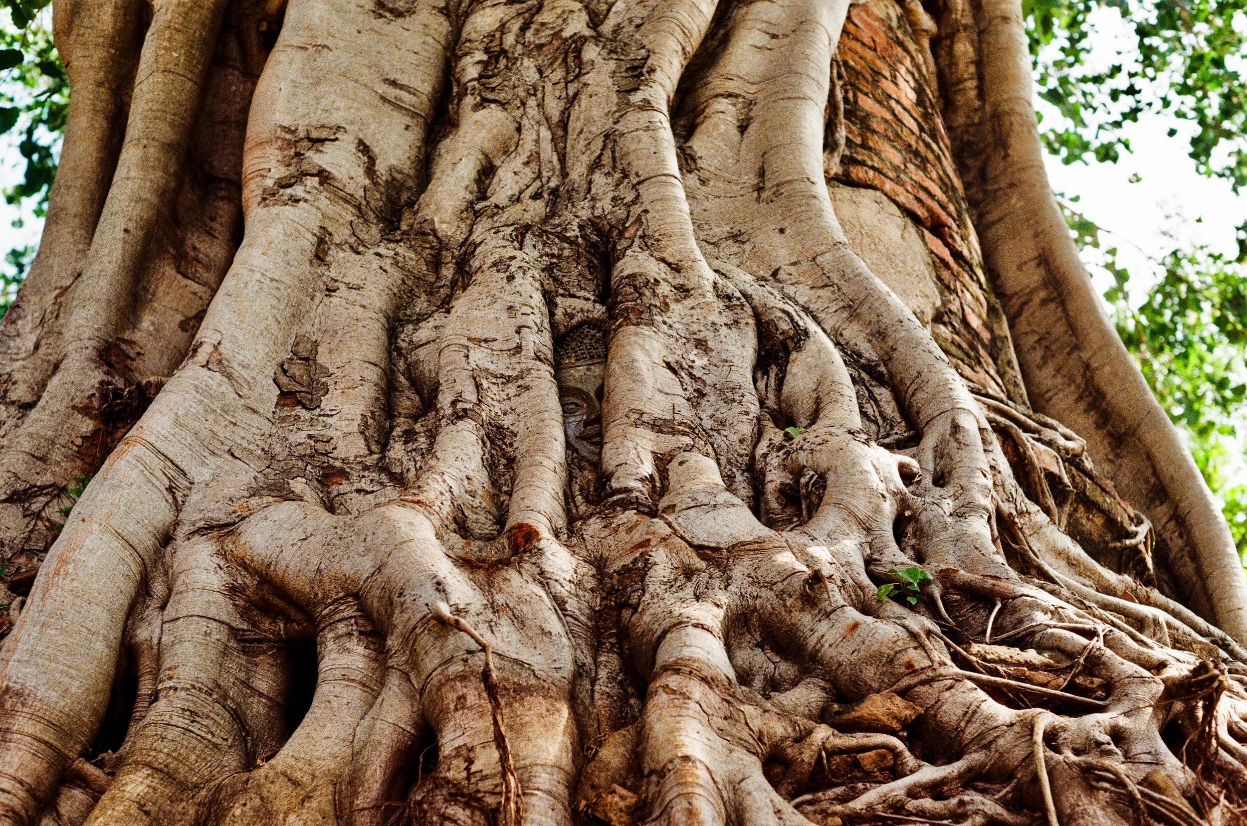 Buddha in the Banyan Roots