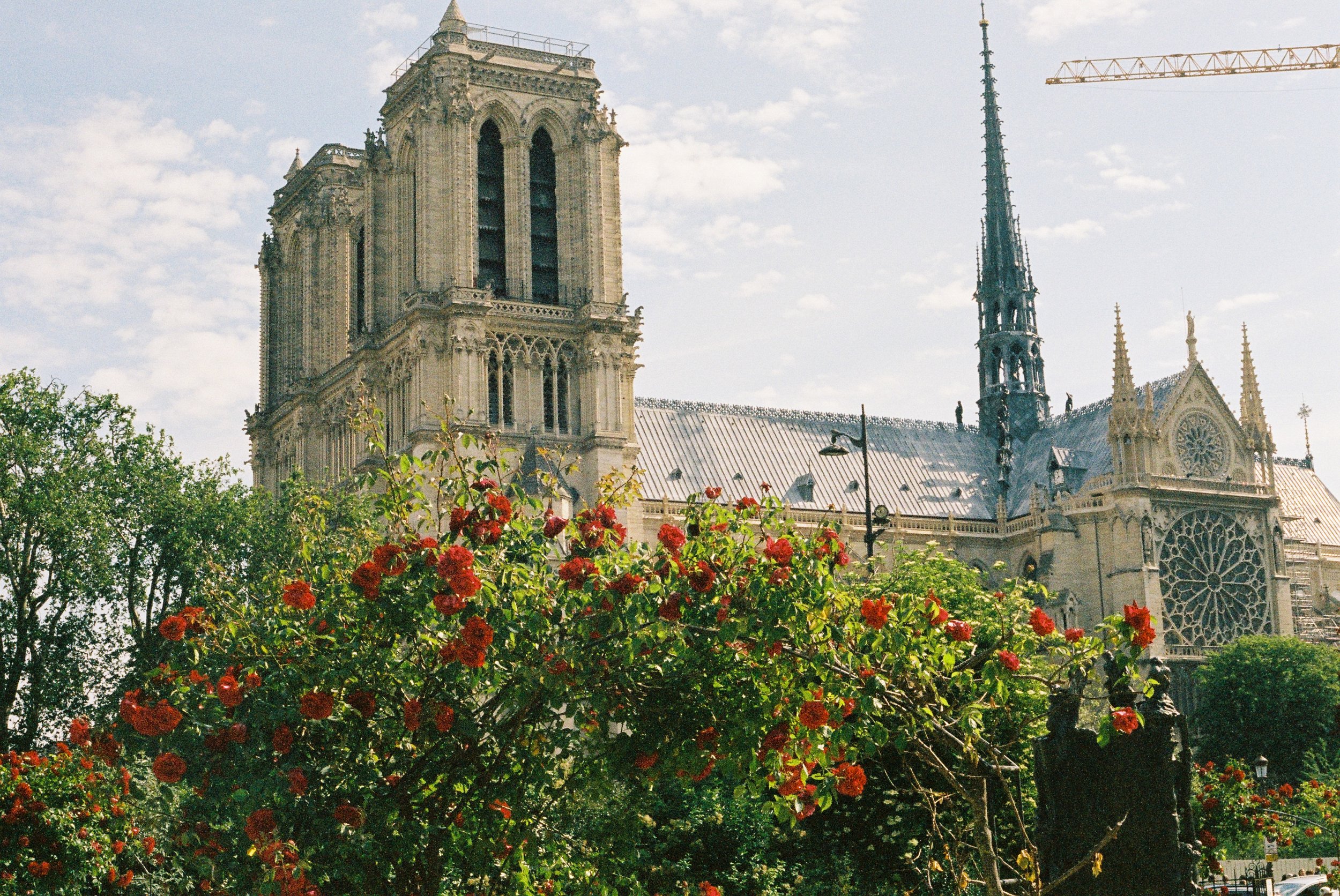 Notre-Dame in Bloom