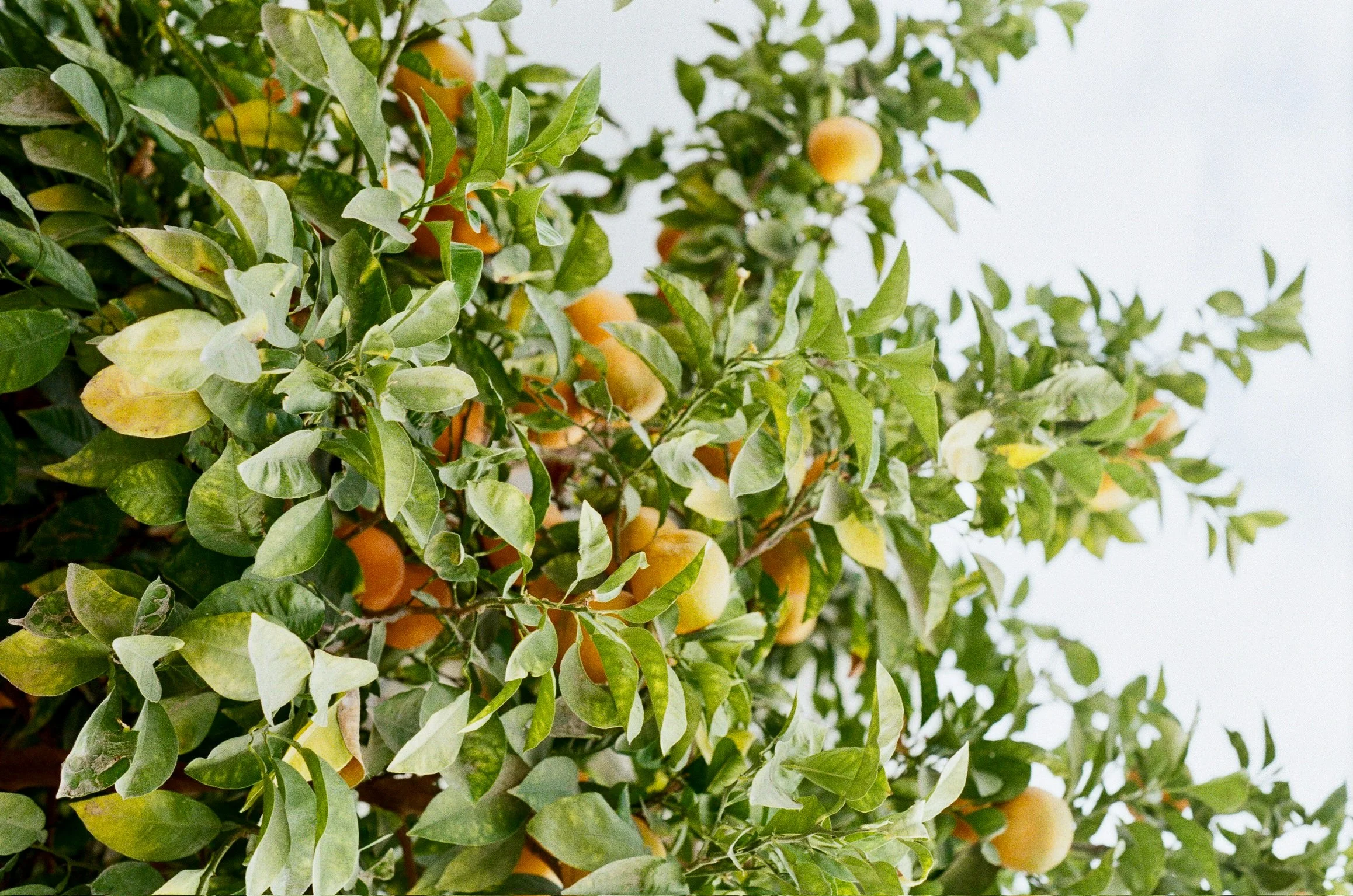 Orange tree with ripening oranges and green leaves.