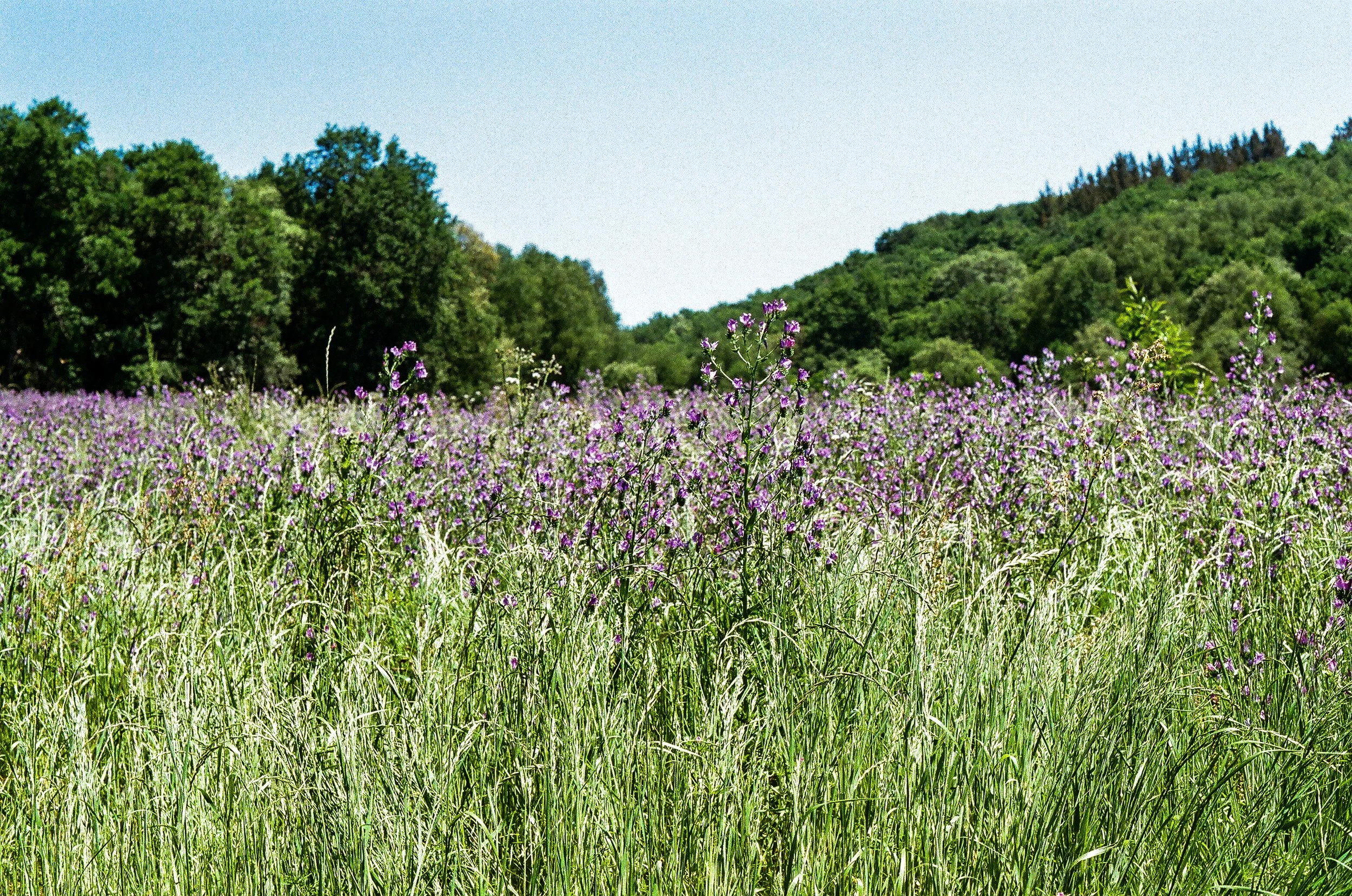 Wildflowers Along the Camino