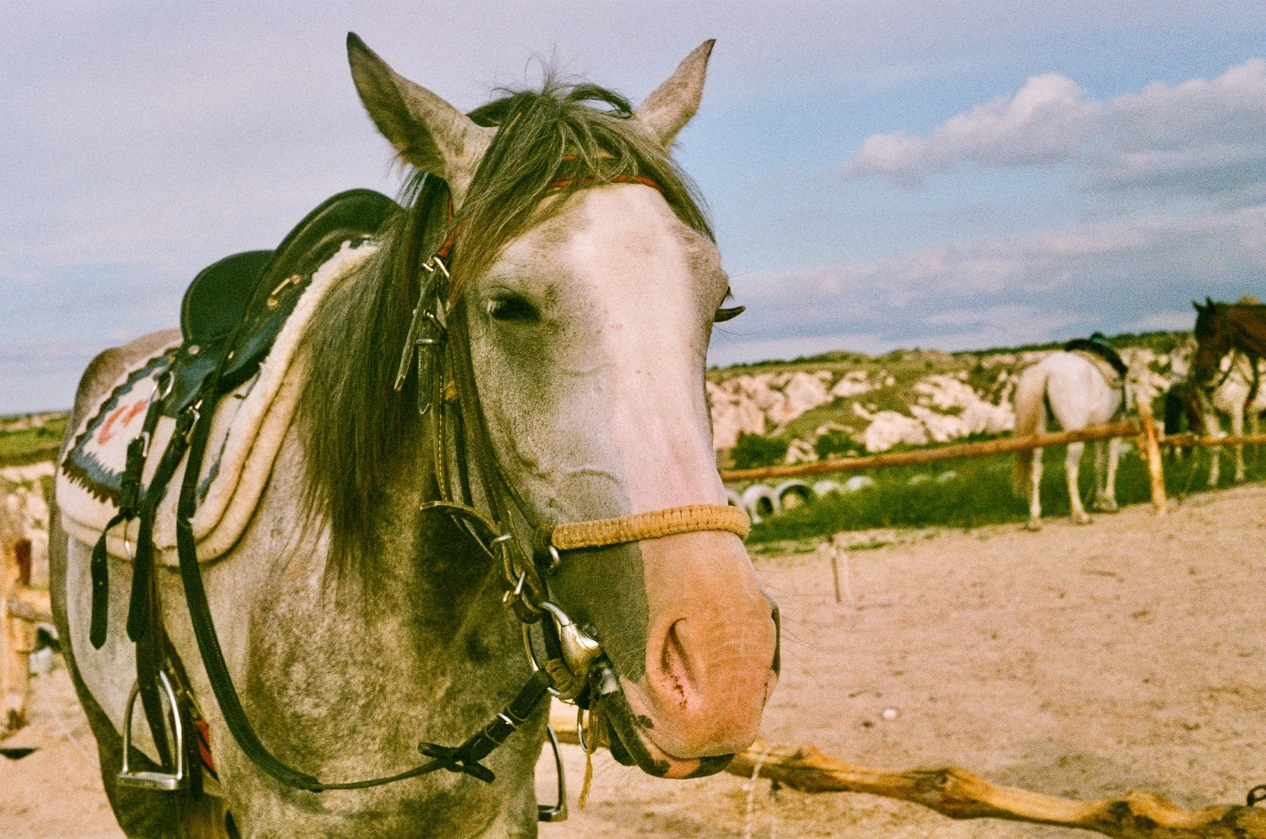 Close-up of a white horse with a bridle and harness, standing outdoors on a dirt field, with other horses and a fence in the background under a blue sky with clouds.