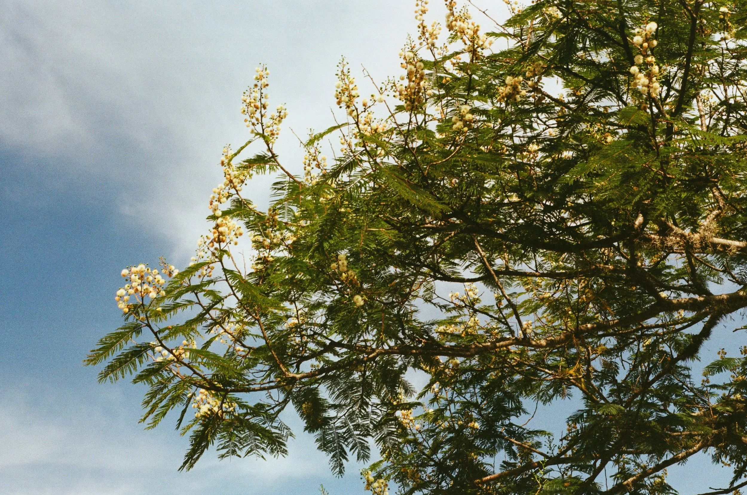 Tree with small white flowers and green foliage against a cloudy sky.