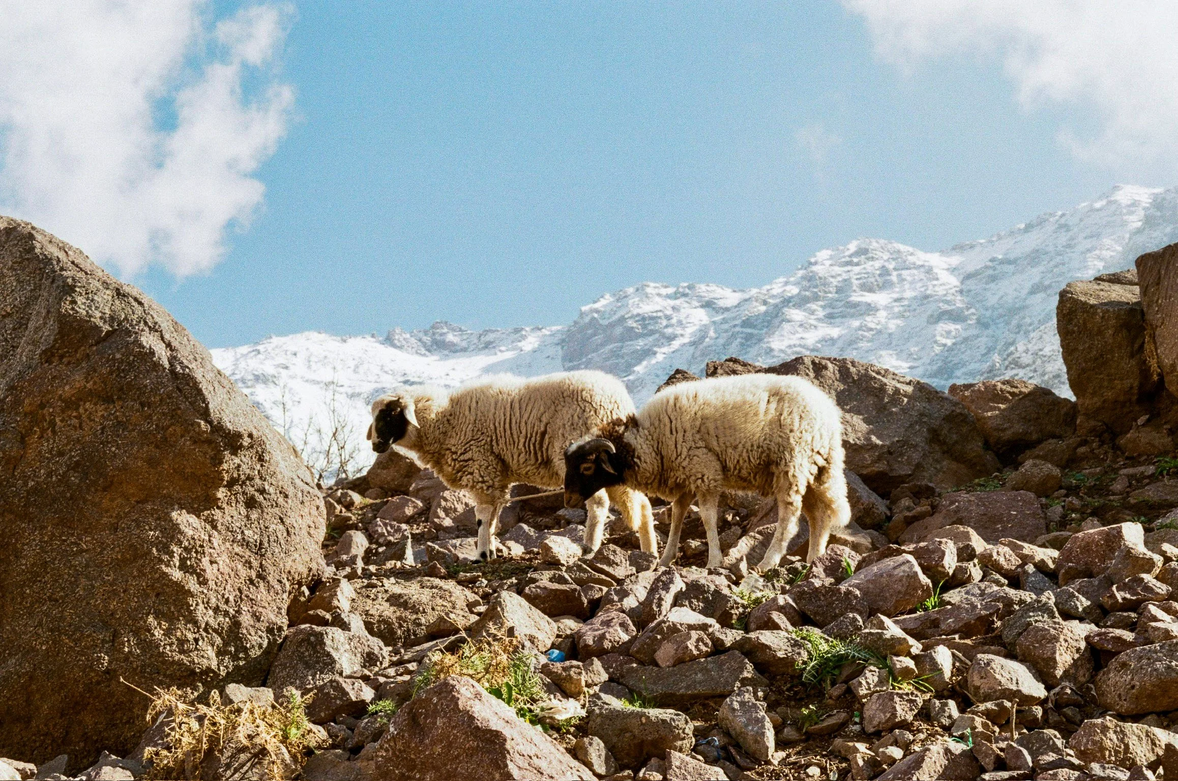 Sheep Beneath the High Atlas