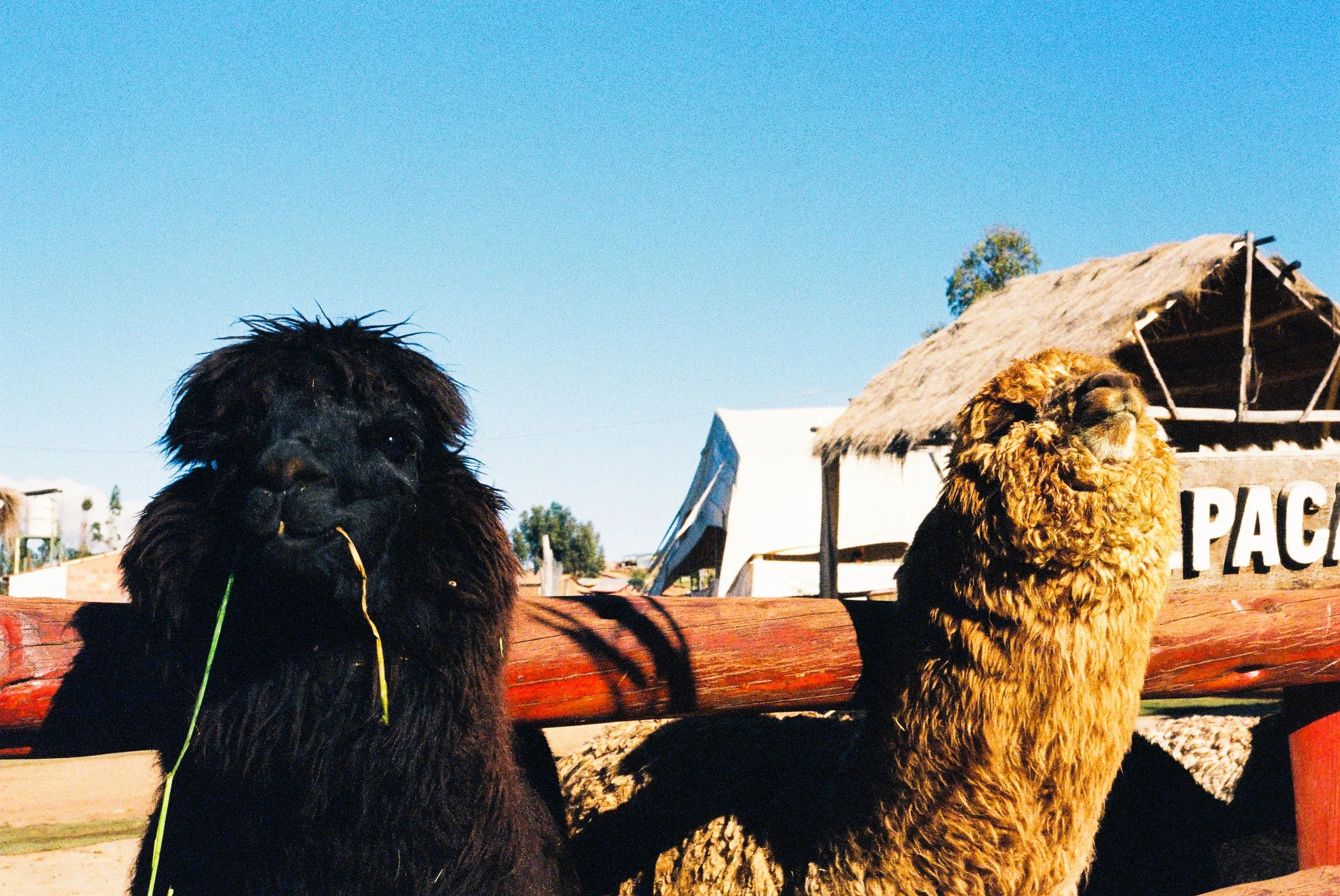 Two large poodles sitting on a wooden fence under a clear blue sky, with a thatched roof structure and a sign reading 'PACH' in the background.