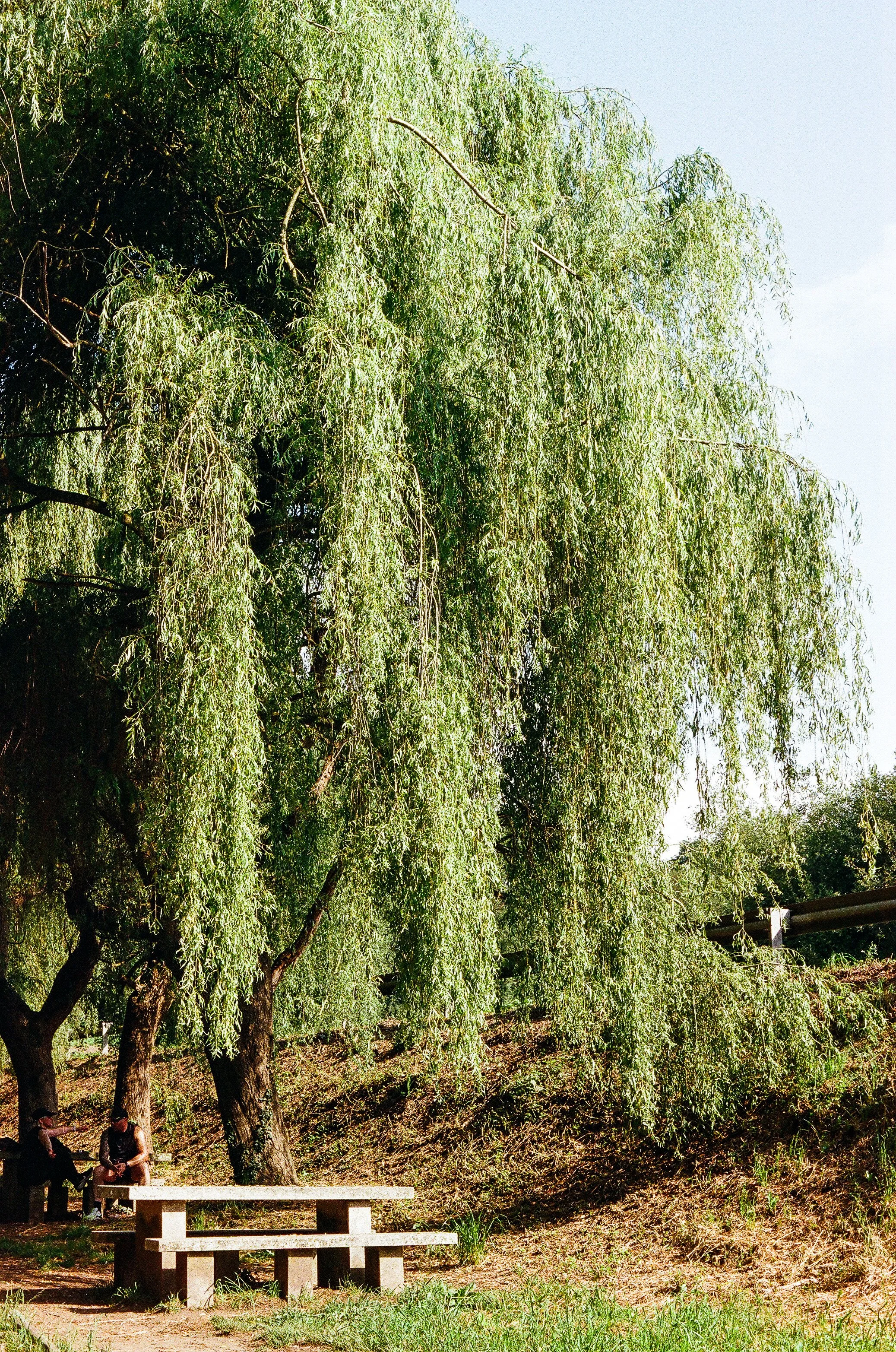 A large weeping willow tree with hanging branches and green leaves, two people sitting on a bench beneath it, a white picnic table in the foreground, and a clear sky above.