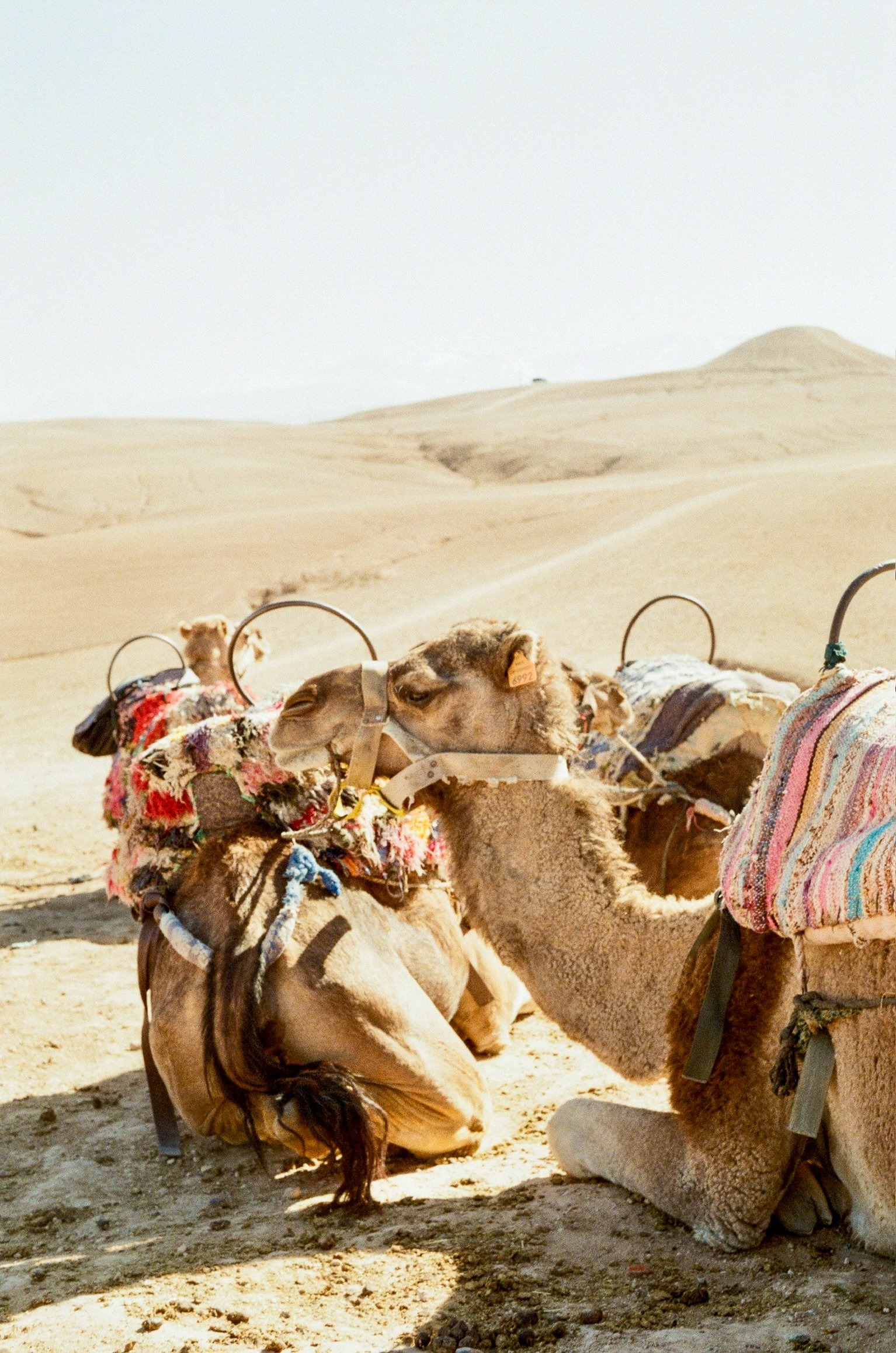Desert Rest