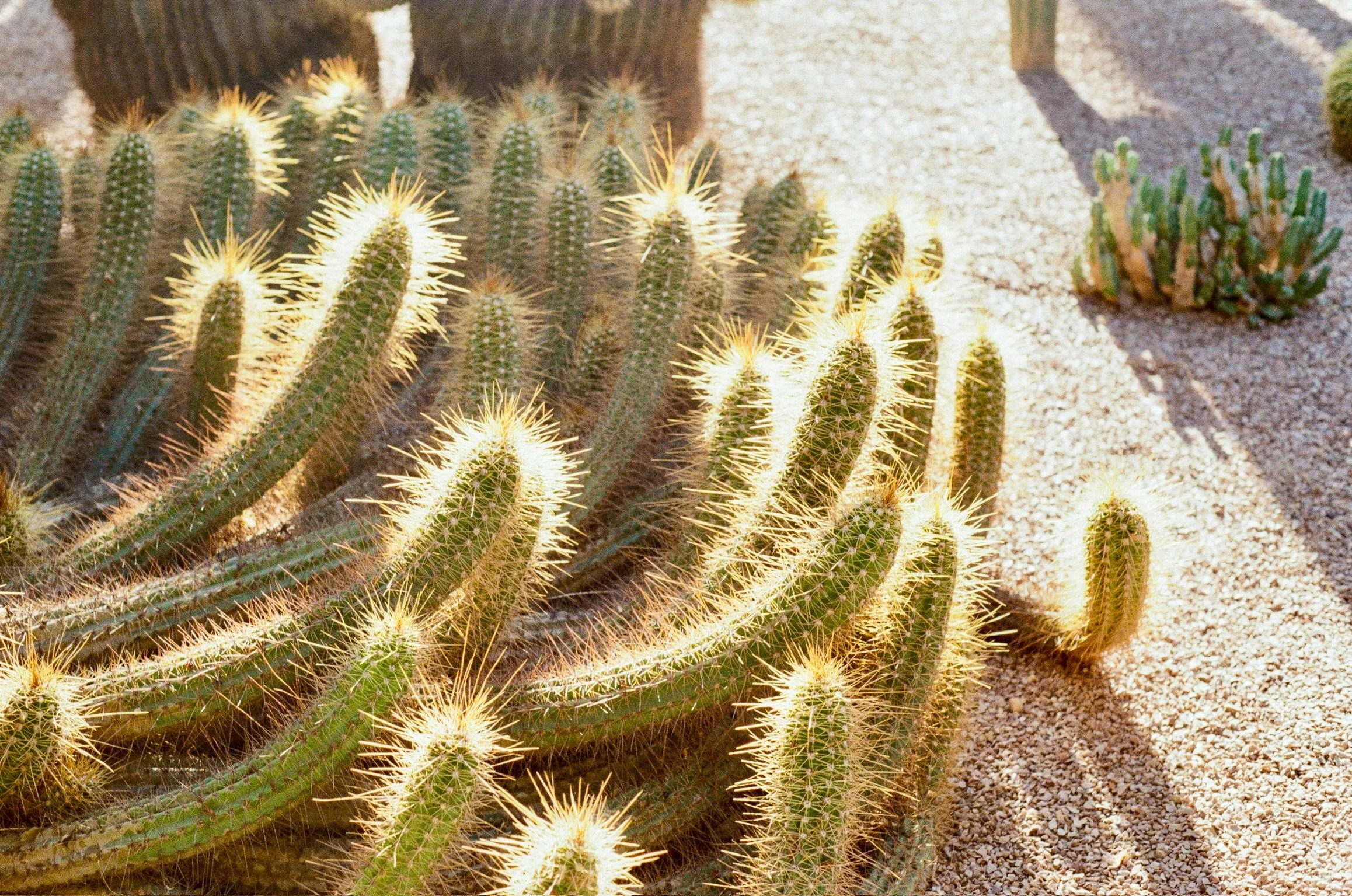 Cluster of tall, green cacti with long, sharp yellow spines, growing in sandy desert soil.