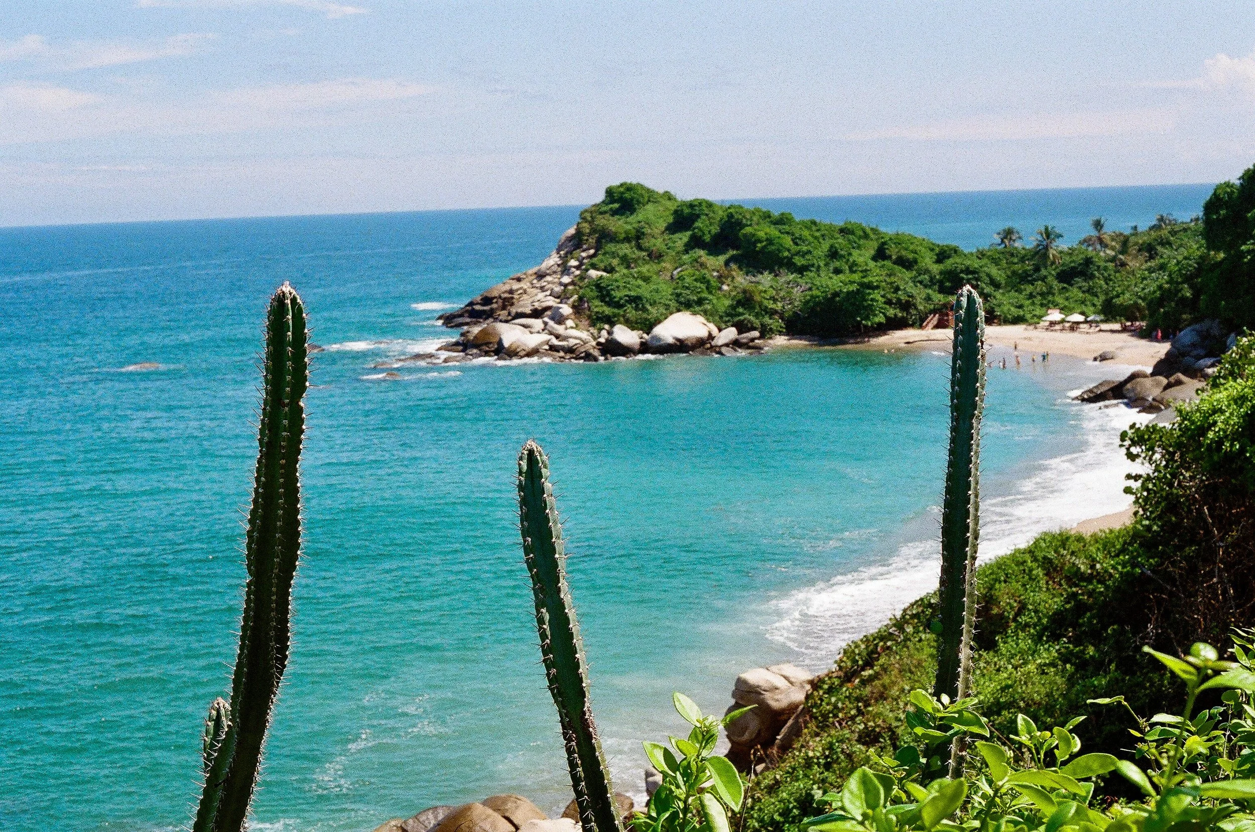 Caribbean Cactus