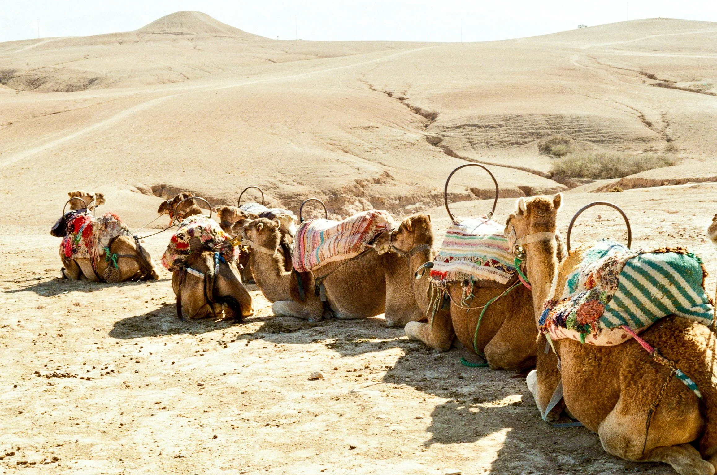 Caravan in the Agafay