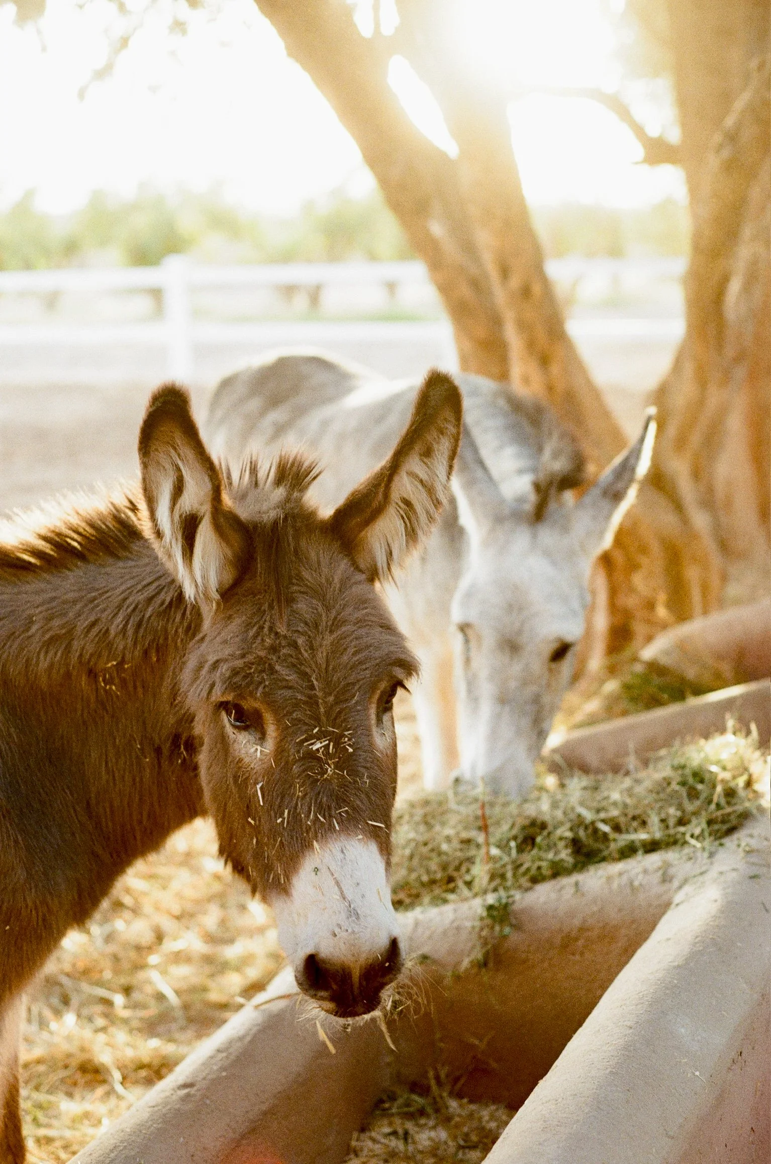 A close-up of a young horse, or foal, with brown and white fur, eating hay outdoors. In the background, there is a gray horse and a fenced area with green trees and sunlight.