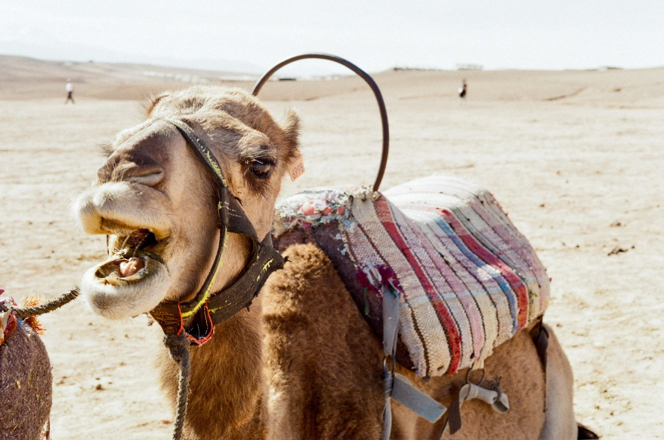 Desert Character