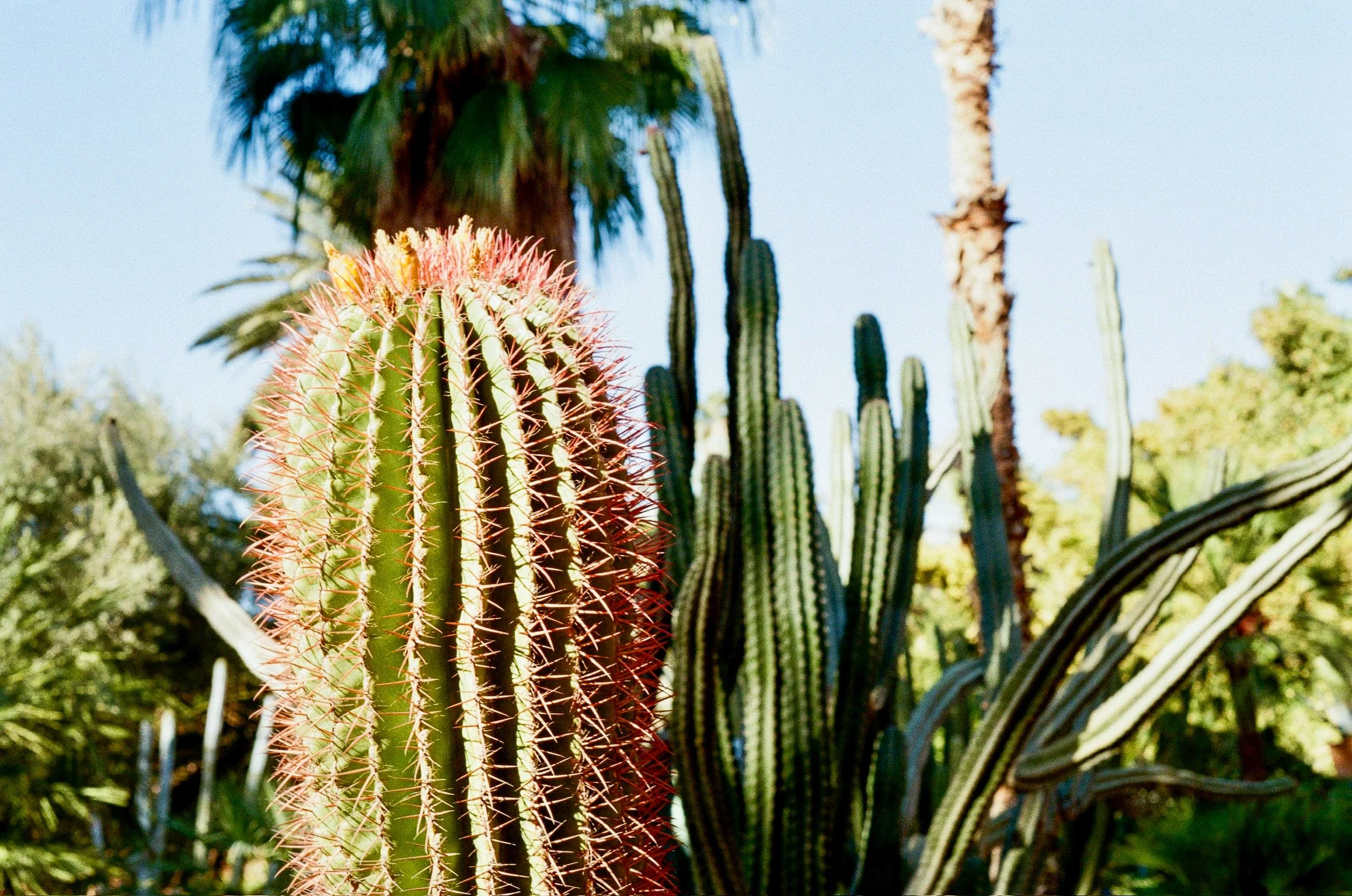 A desert scene with various cacti, including a tall columnar cactus and a round cactus with pink spines, against a blue sky and some palm trees in the background.