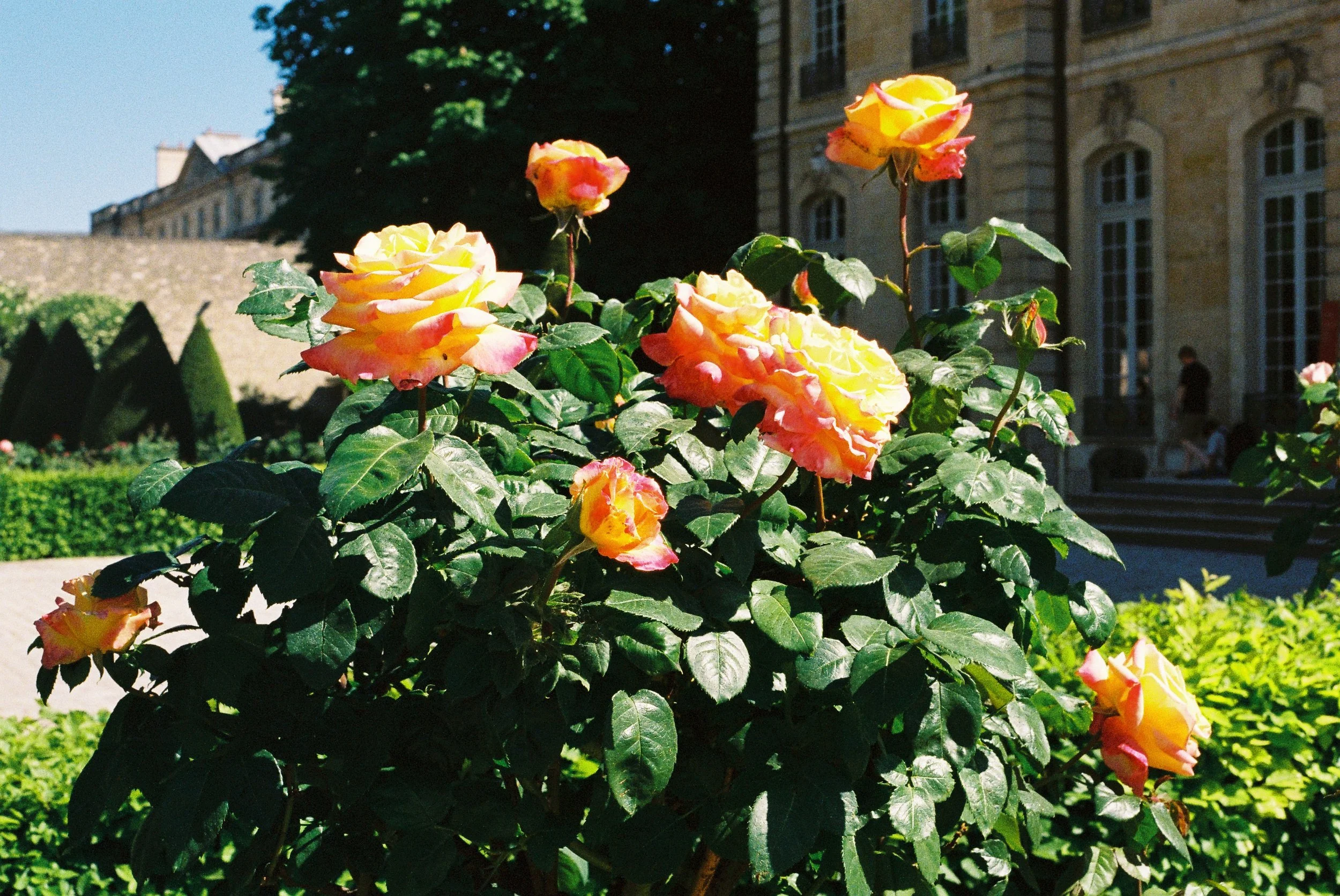 Roses at the Rodin Museum