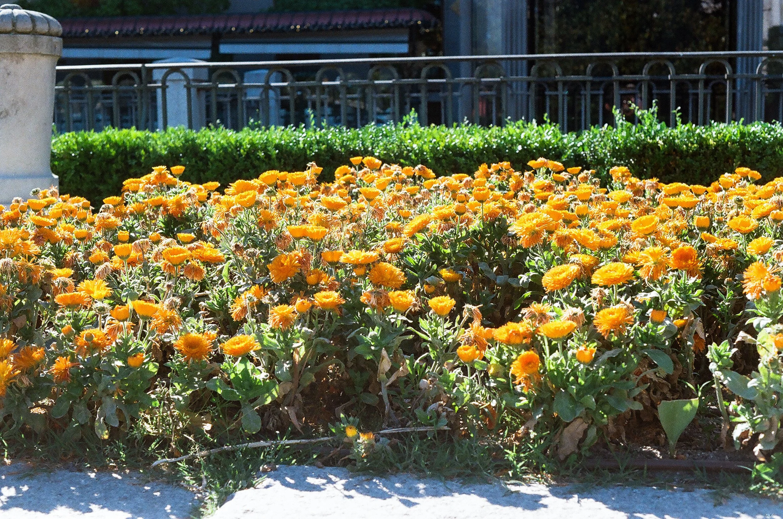 A flower bed with yellow-orange blooming flowers, green bushes in the background, a metal fence, and a building with a red roof.