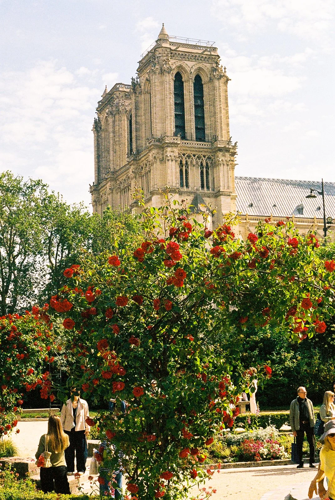 Notre-Dame in Bloom