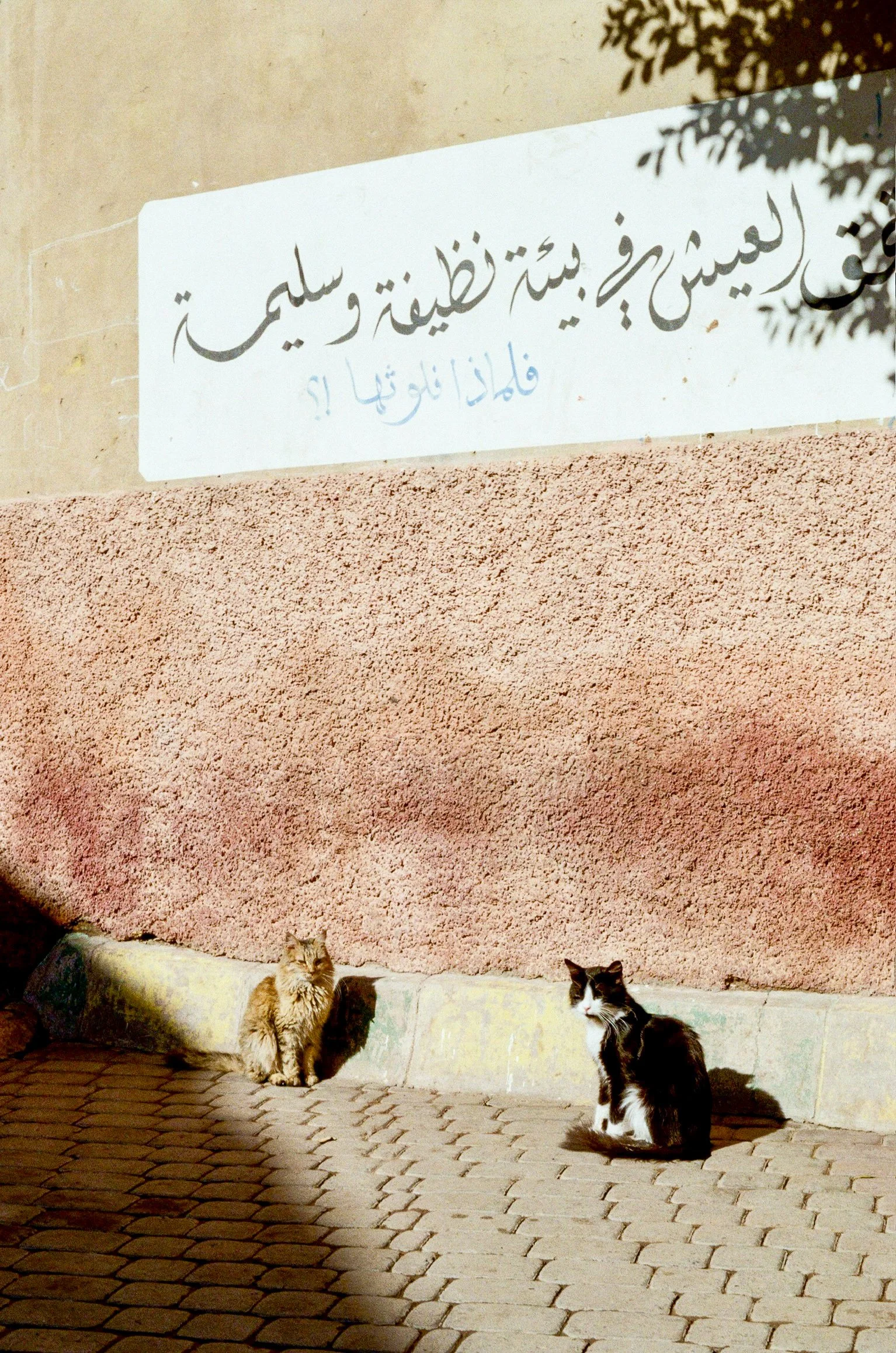 Medina Cats