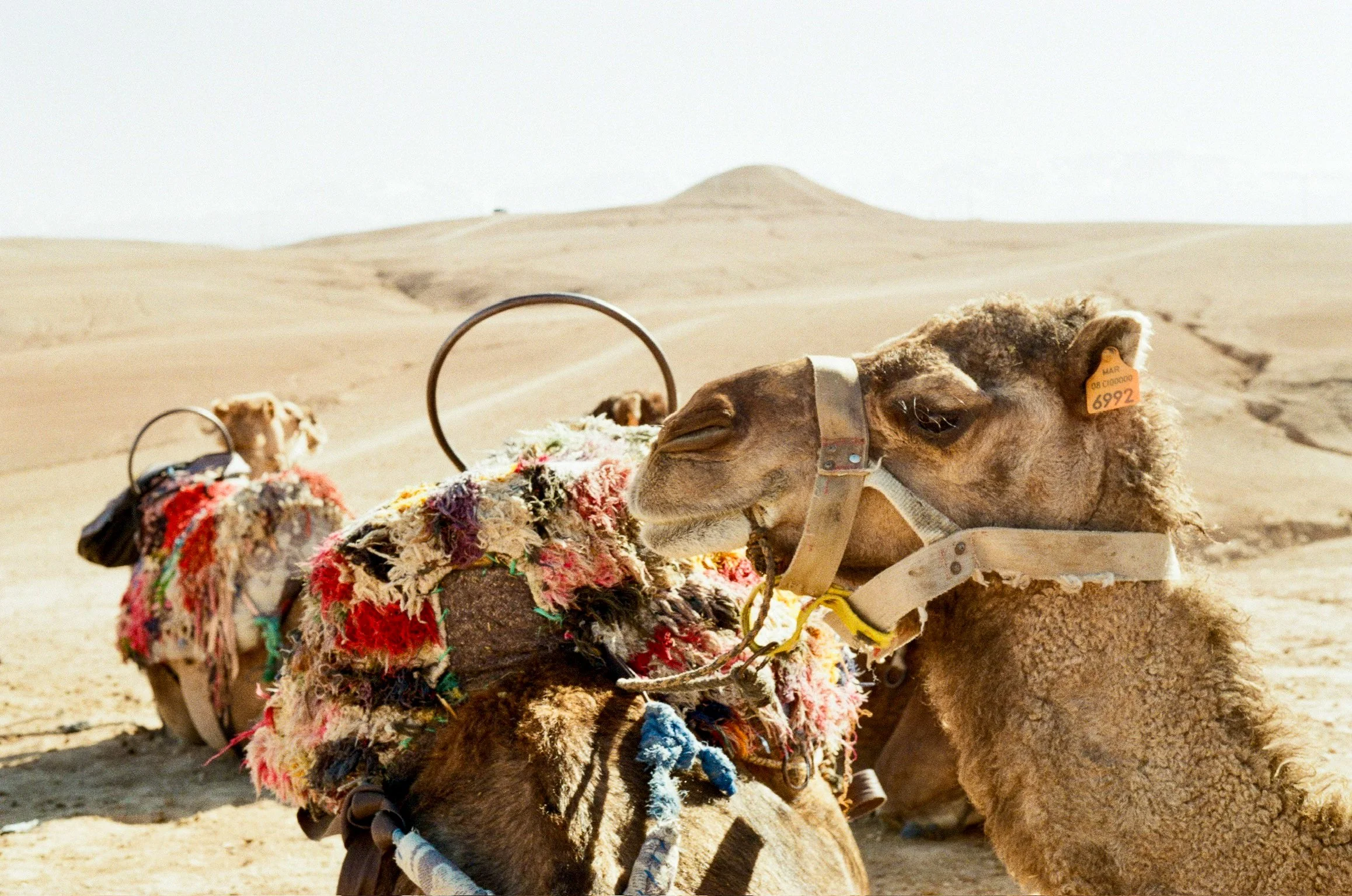 Two camels resting in a desert with sand dunes and a clear sky in the background.