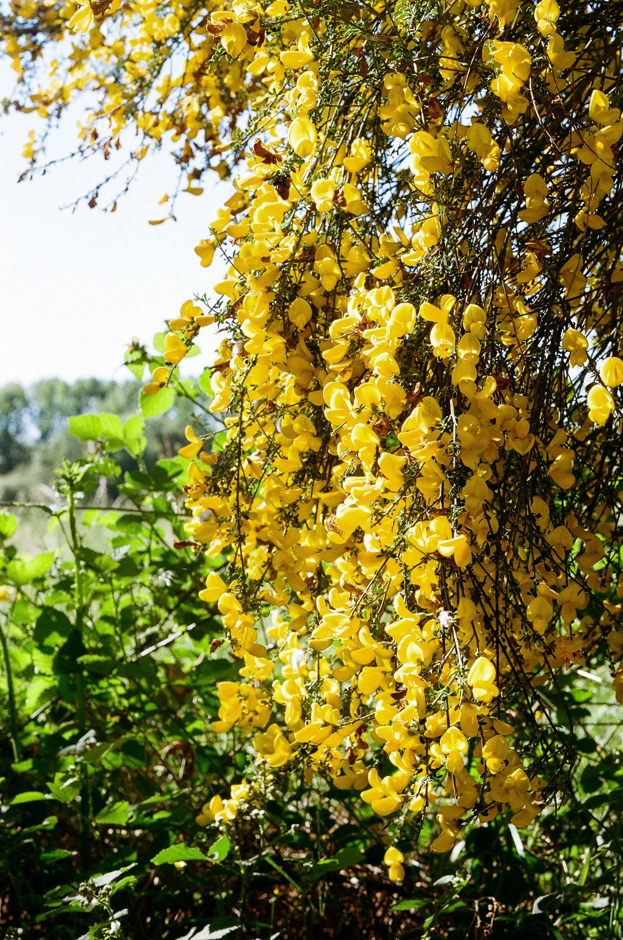 Scotch Broom
