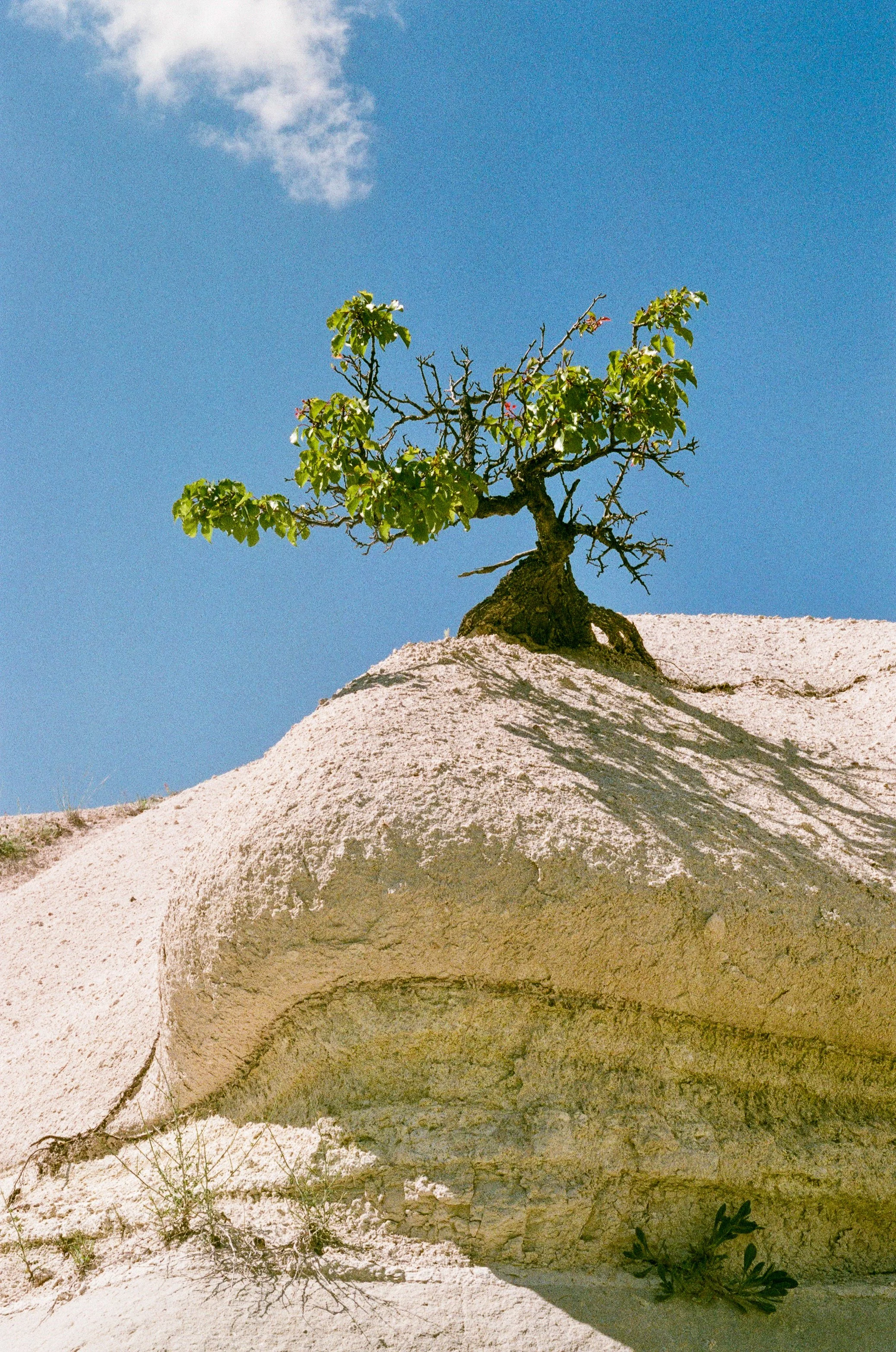Lone Tree