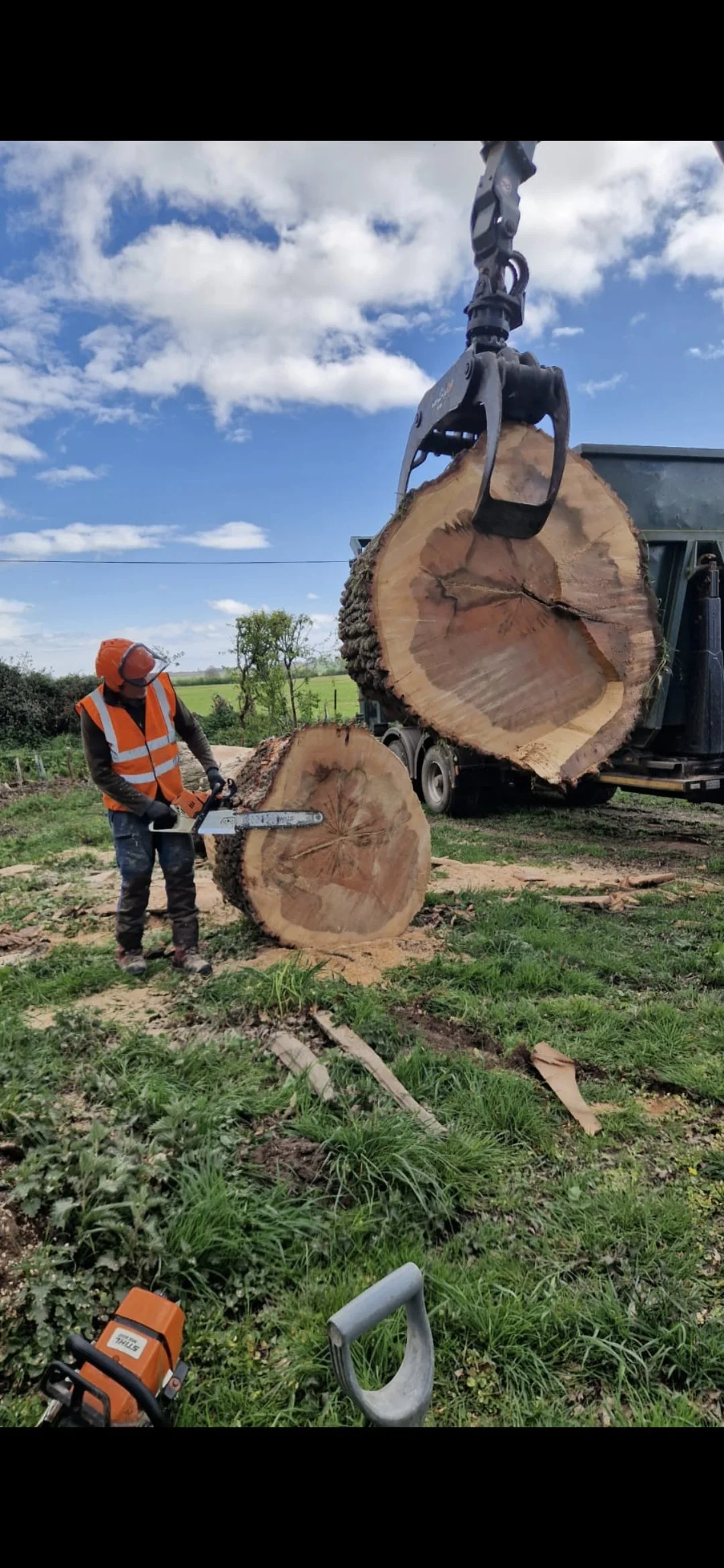 Professional tree surgery in a rural woodland