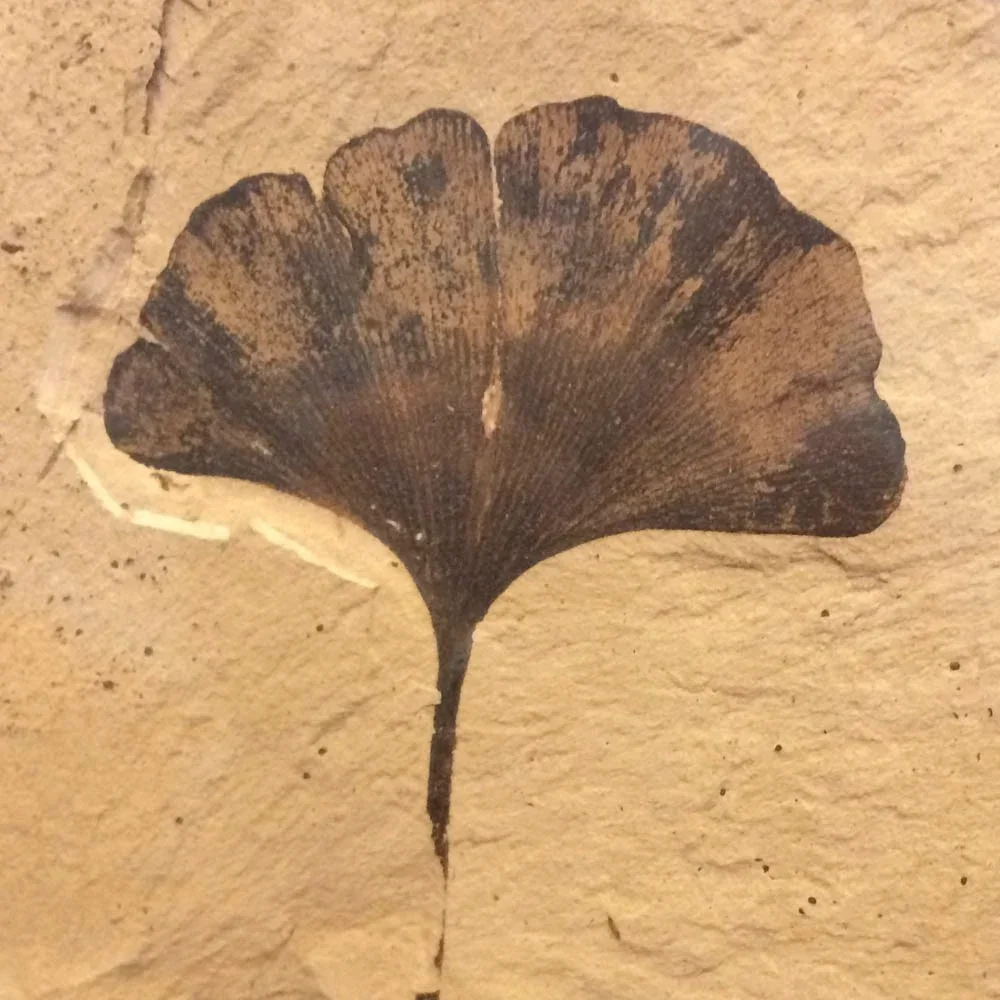 A fossilized ginkgo leaf.