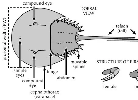 Diagram of a DORSAL VIEW of a lobster with labeled body parts including compound eye, simple eyes, hinge, abdomen, moveable spines, telson tail, and structure of the first antenna, showing a female and male lobster for comparison.