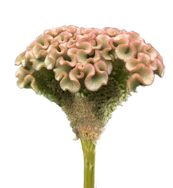 A close-up of a broccoli flower with small, pinkish, frilly flower clusters on top of a thick green stalk.
