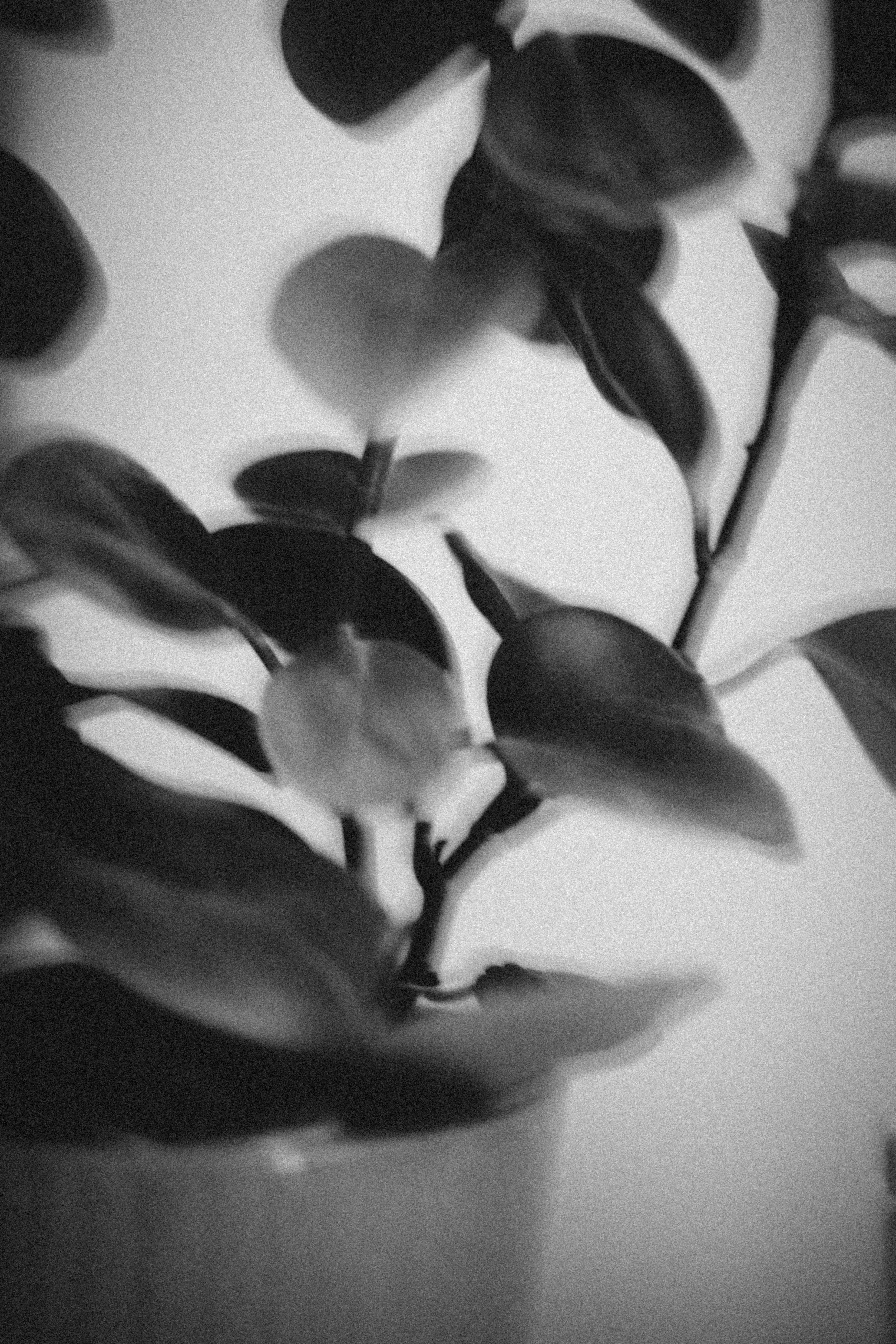 Close-up black and white photograph of a plant with oval-shaped leaves and a thin branch against a plain background.