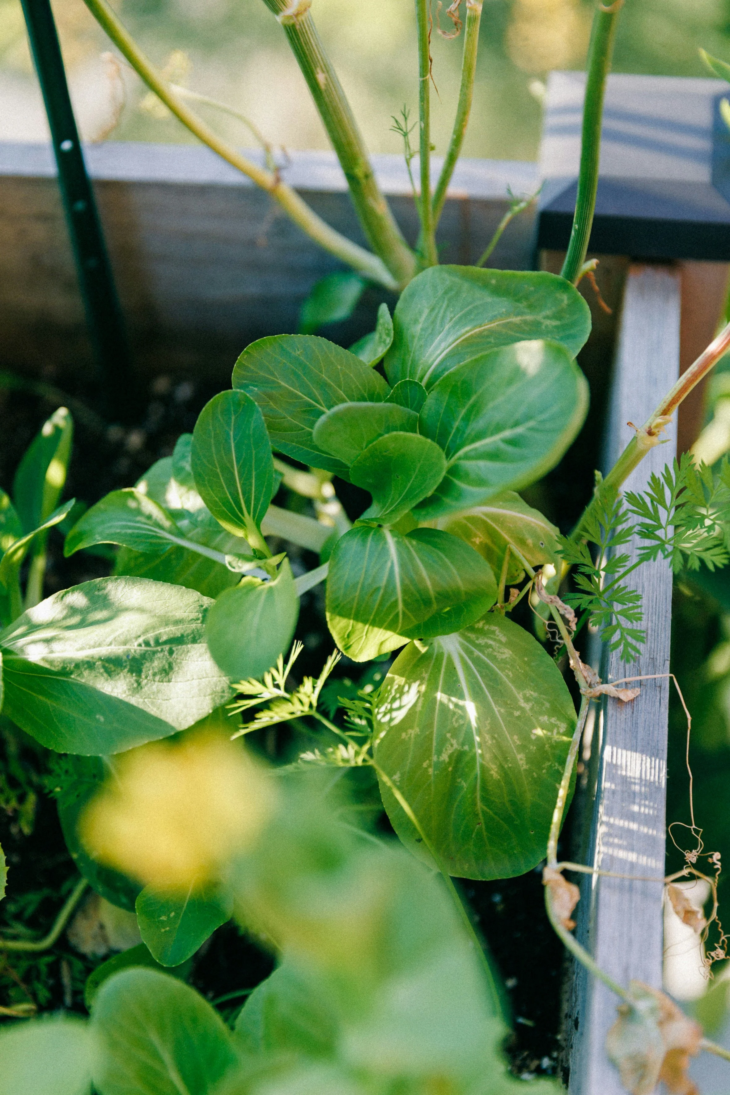 A close-up view of green leafy plants growing in a garden.