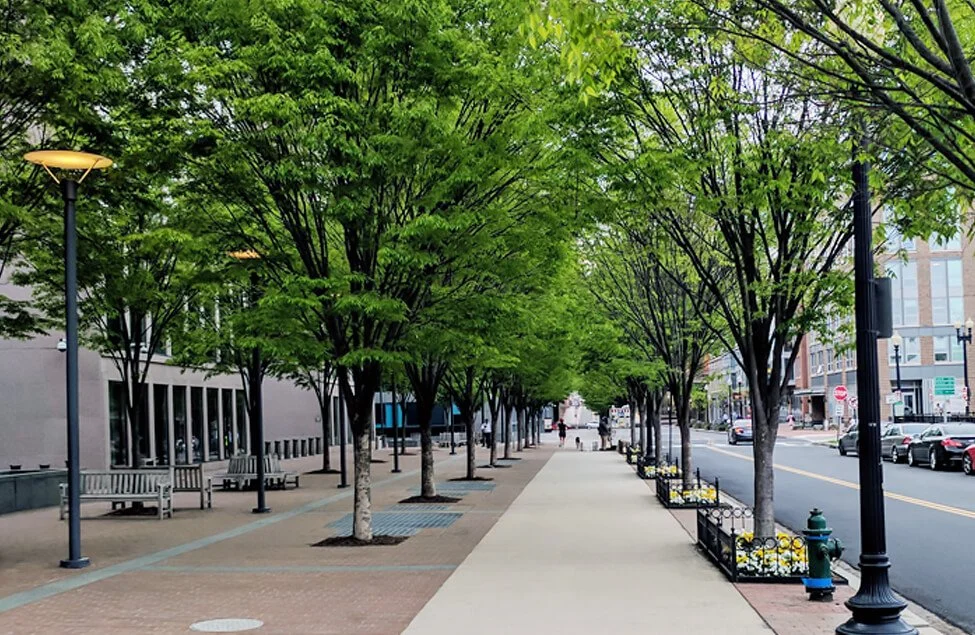 Empty city sidewalk lined with young green trees, street lamps, benches, and planters, with cars on the road and buildings in the background.