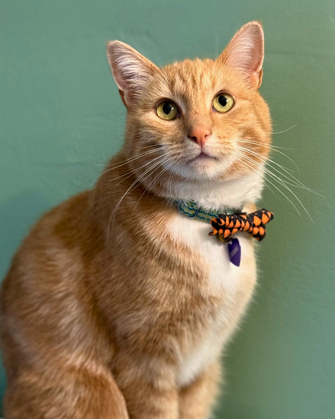 A ginger tabby cat with green eyes wearing a bowtie collar with orange and black patterns, sitting against a green wall.