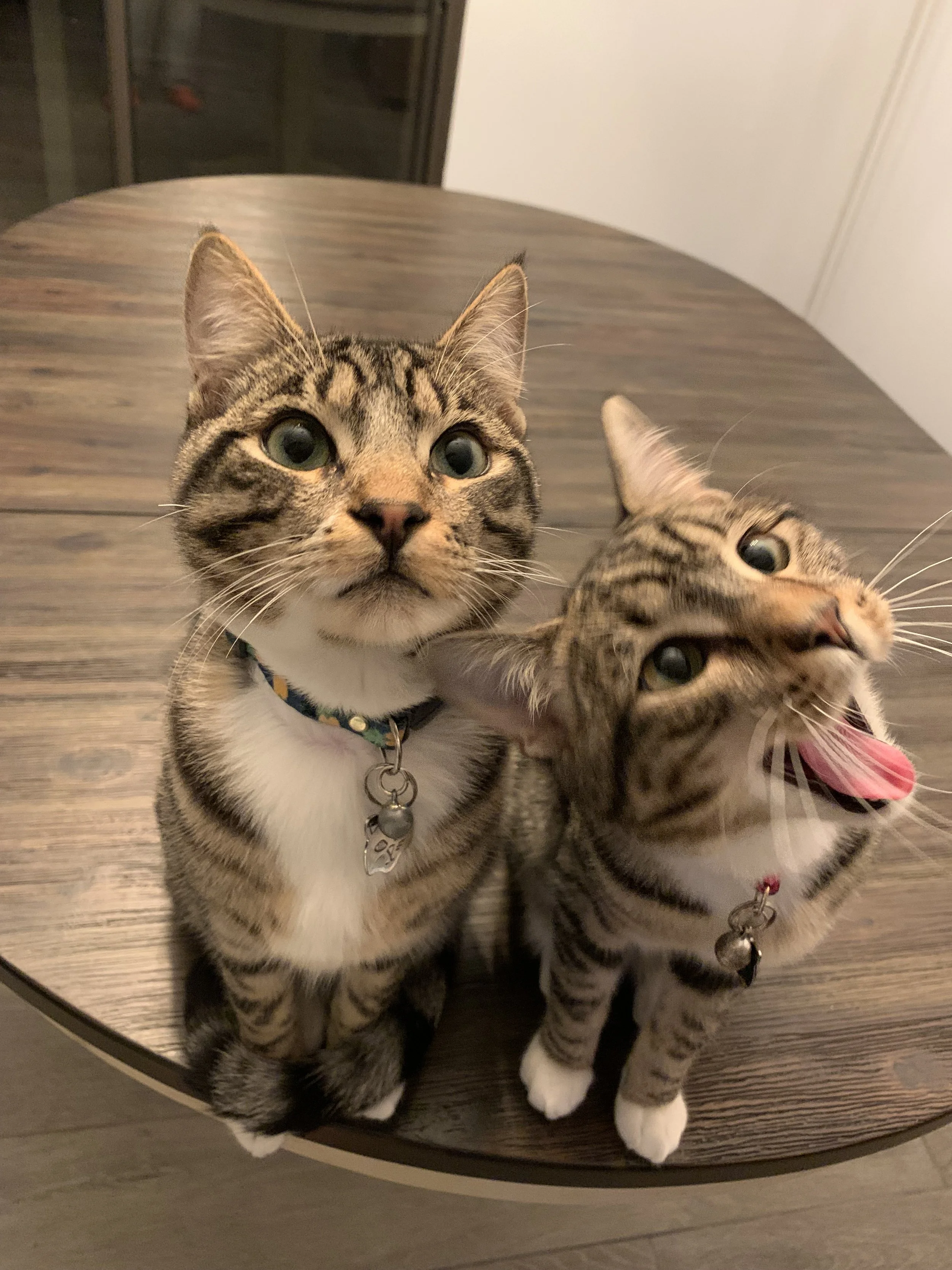 Two cats with tabby fur and white paws sitting on a wooden table, one with a pink tongue out.