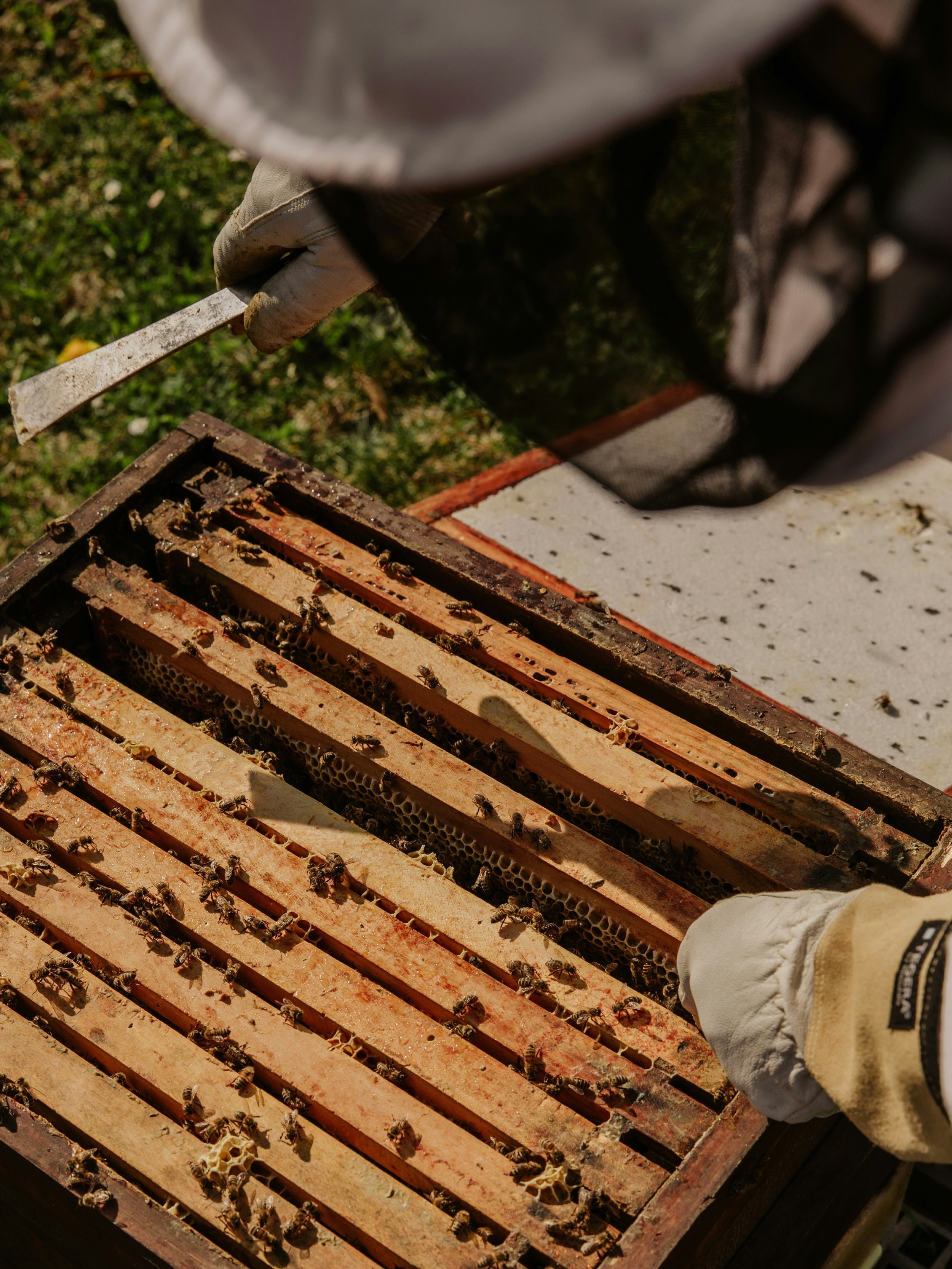 Did you know Virginia is where American beekeeping began? 🐝

In the spring of 1622, the first honey bee colonies from England arrived in what is now Virginia. From here, honey bees spread across the country alongside early settlers, becoming an esse