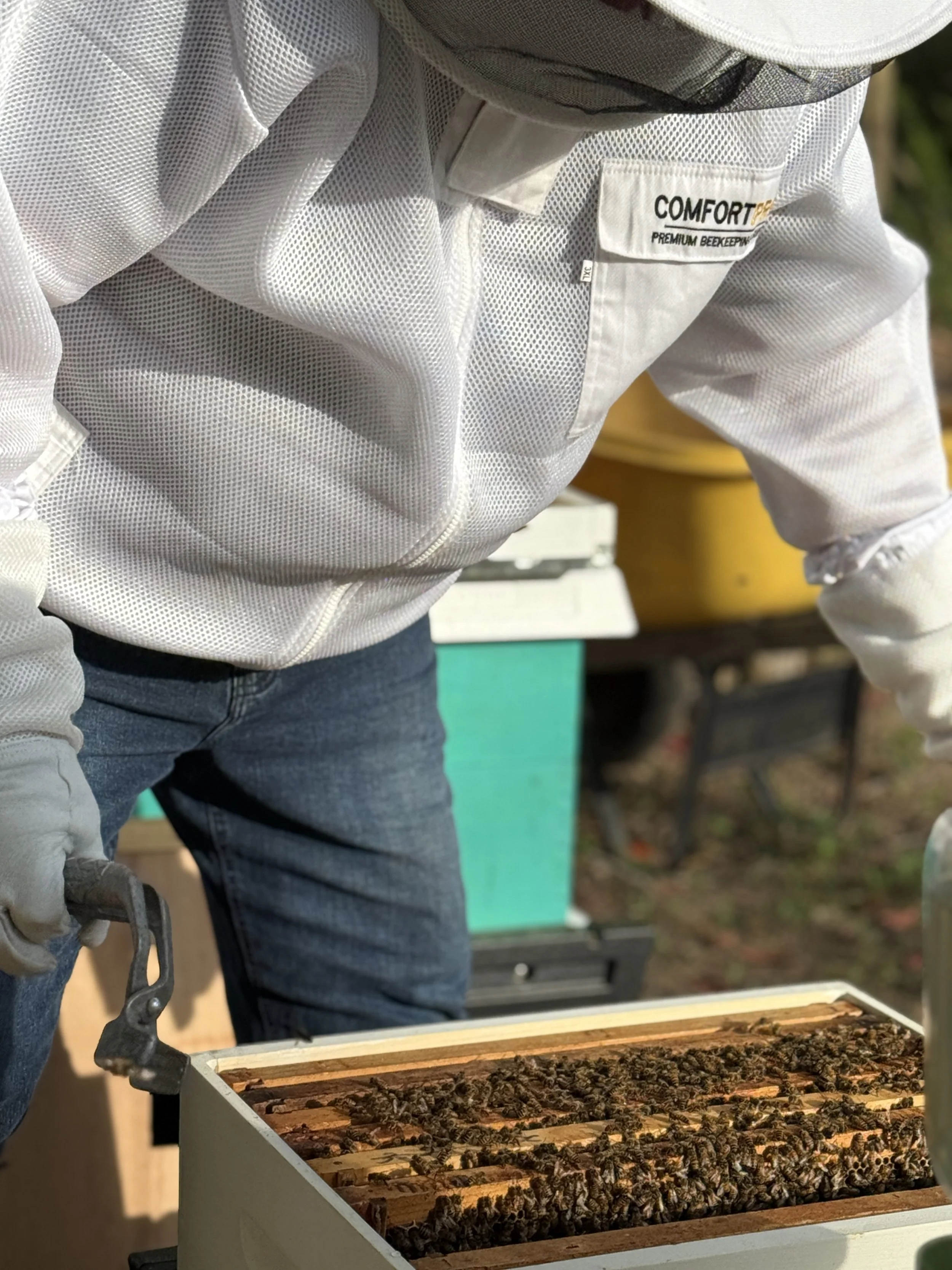 Close-up of a beekeeper examining a hive full of bees. The hive is open, revealing many bees inside.