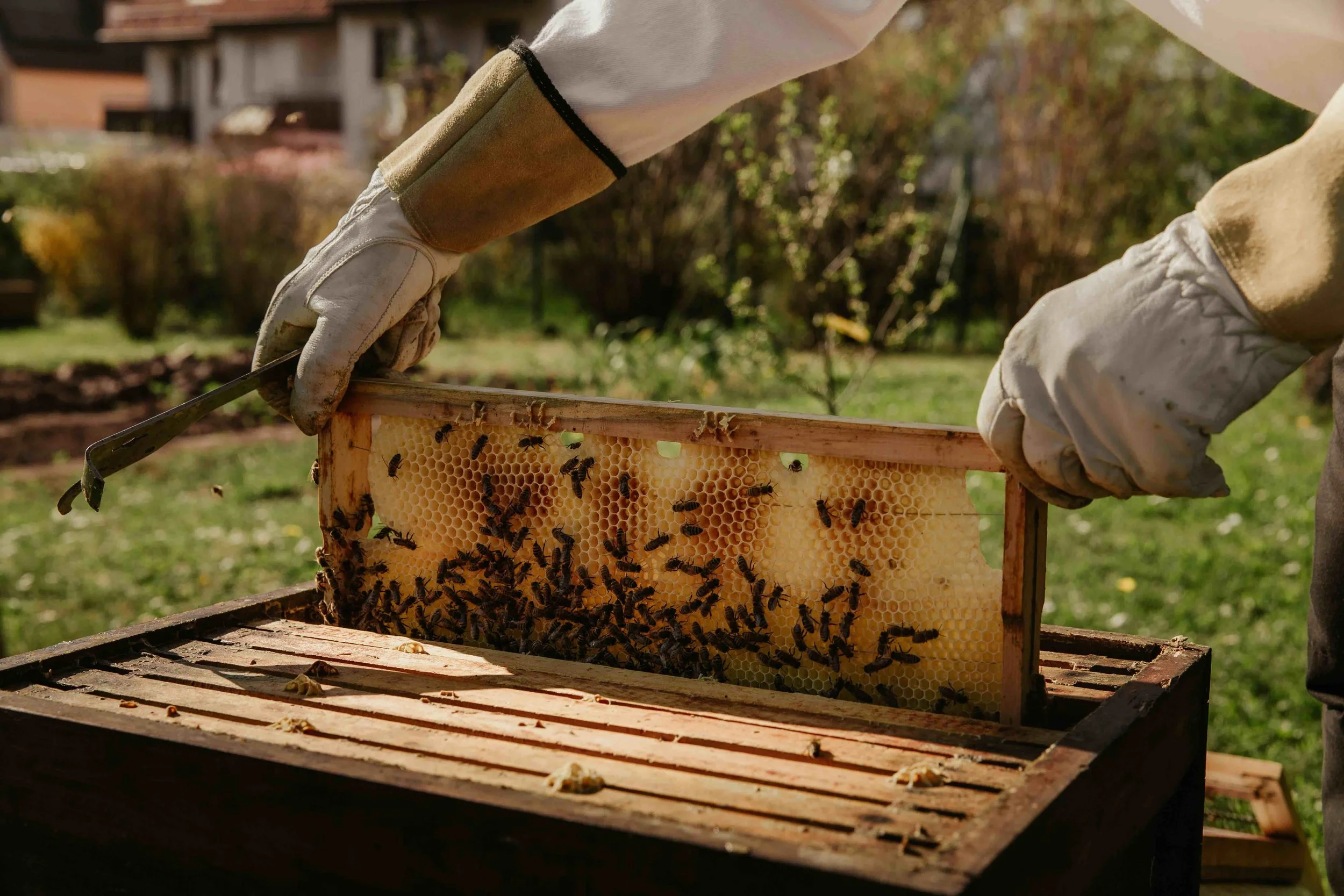 A beekeeper wearing gloves inspecting a honeycomb frame filled with bees in an outdoor garden setting.