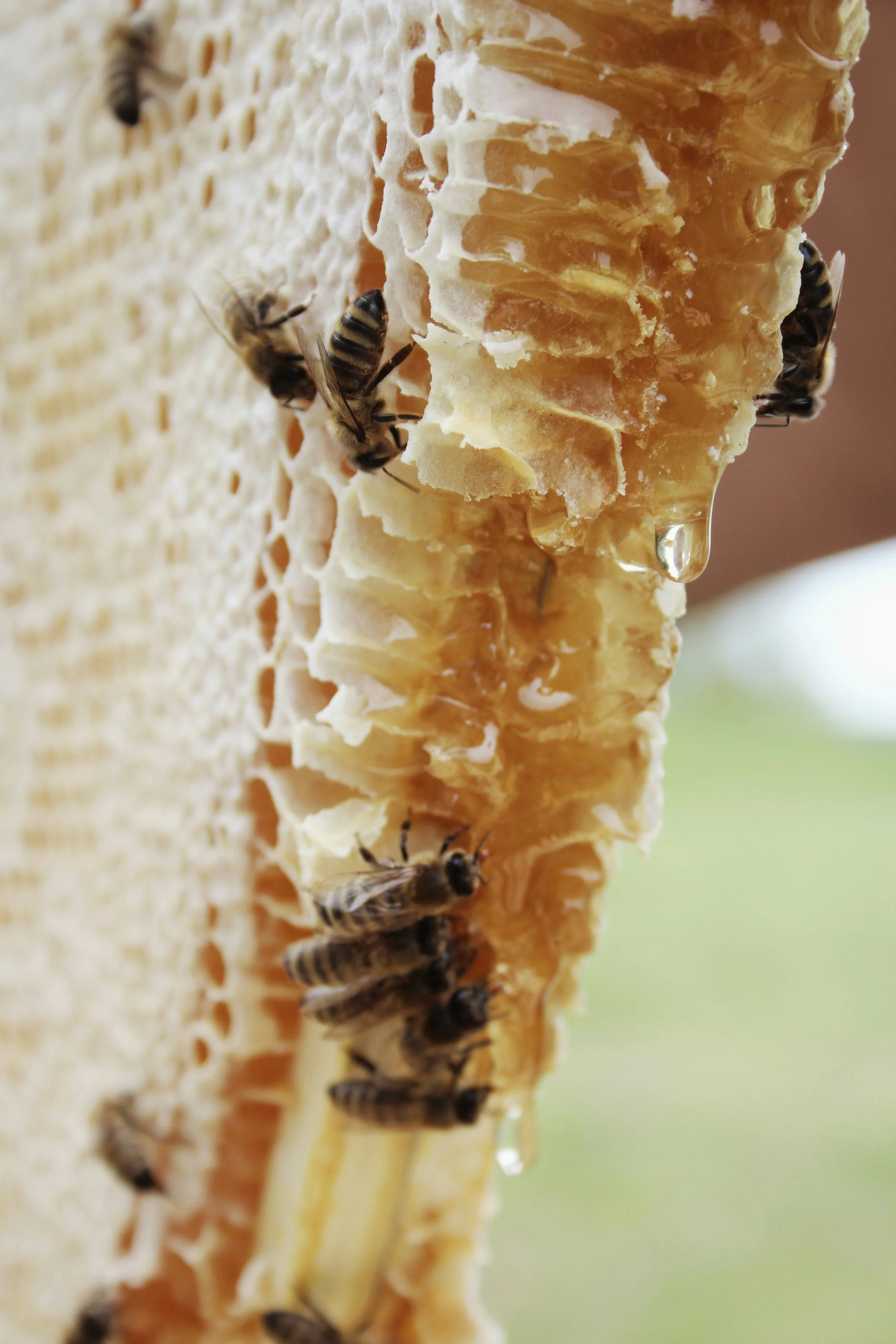 Close-up of honeybees on honeycomb, with honey dripping from the comb.