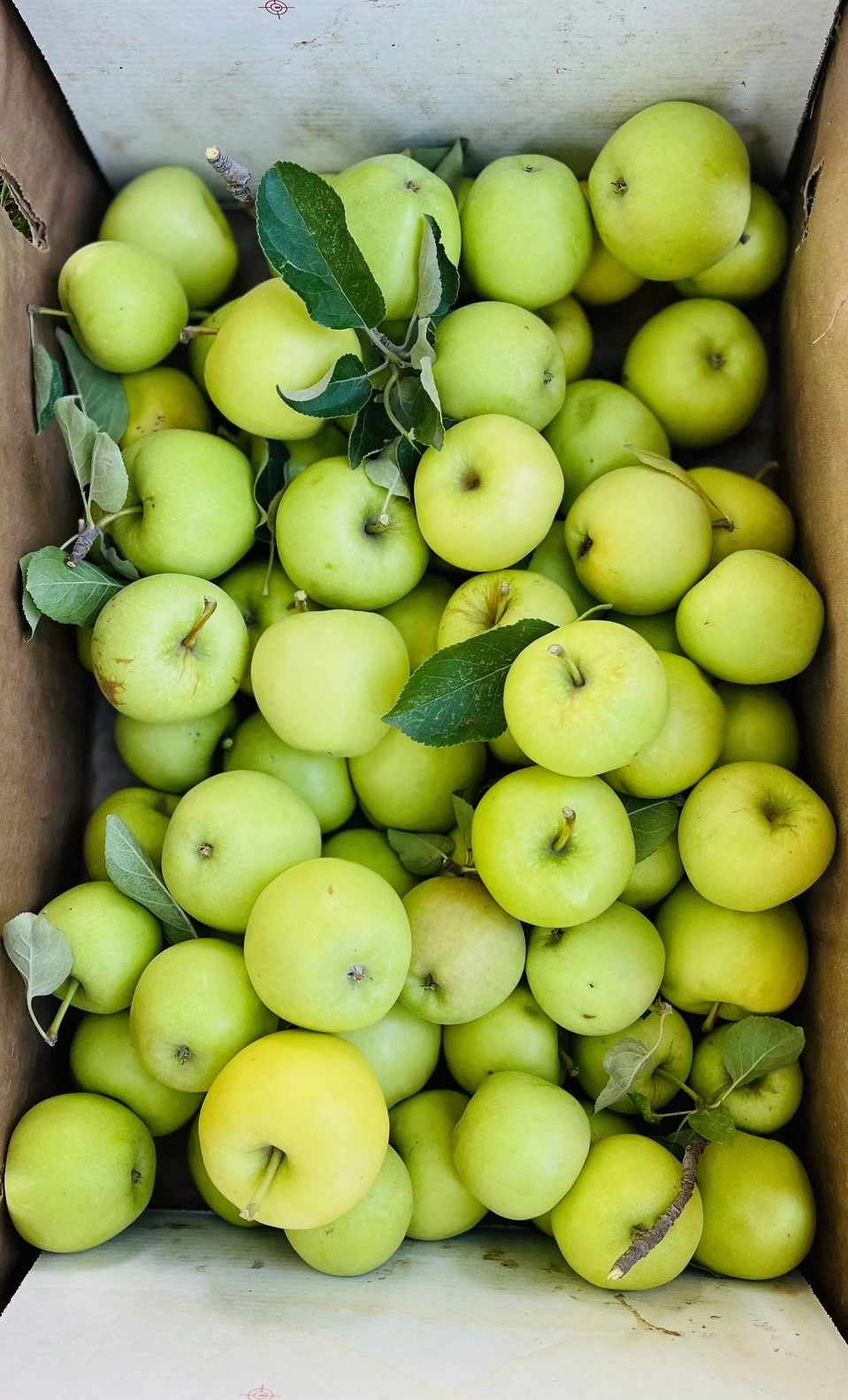 A box filled with green apples and some apple leaves.